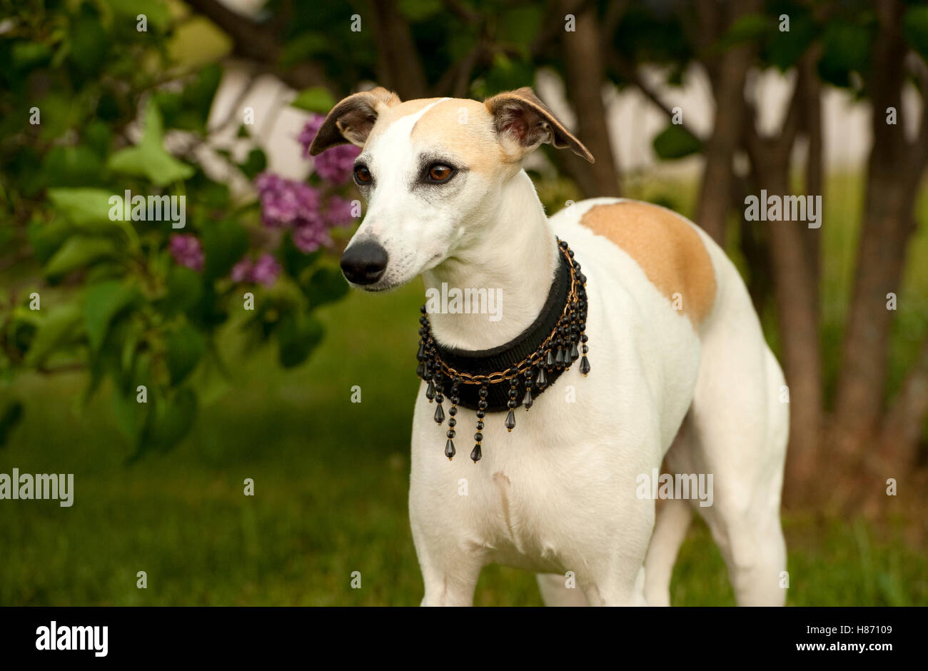 Whippet (Canis familiaris)with beaded collar Stock Photo Alamy