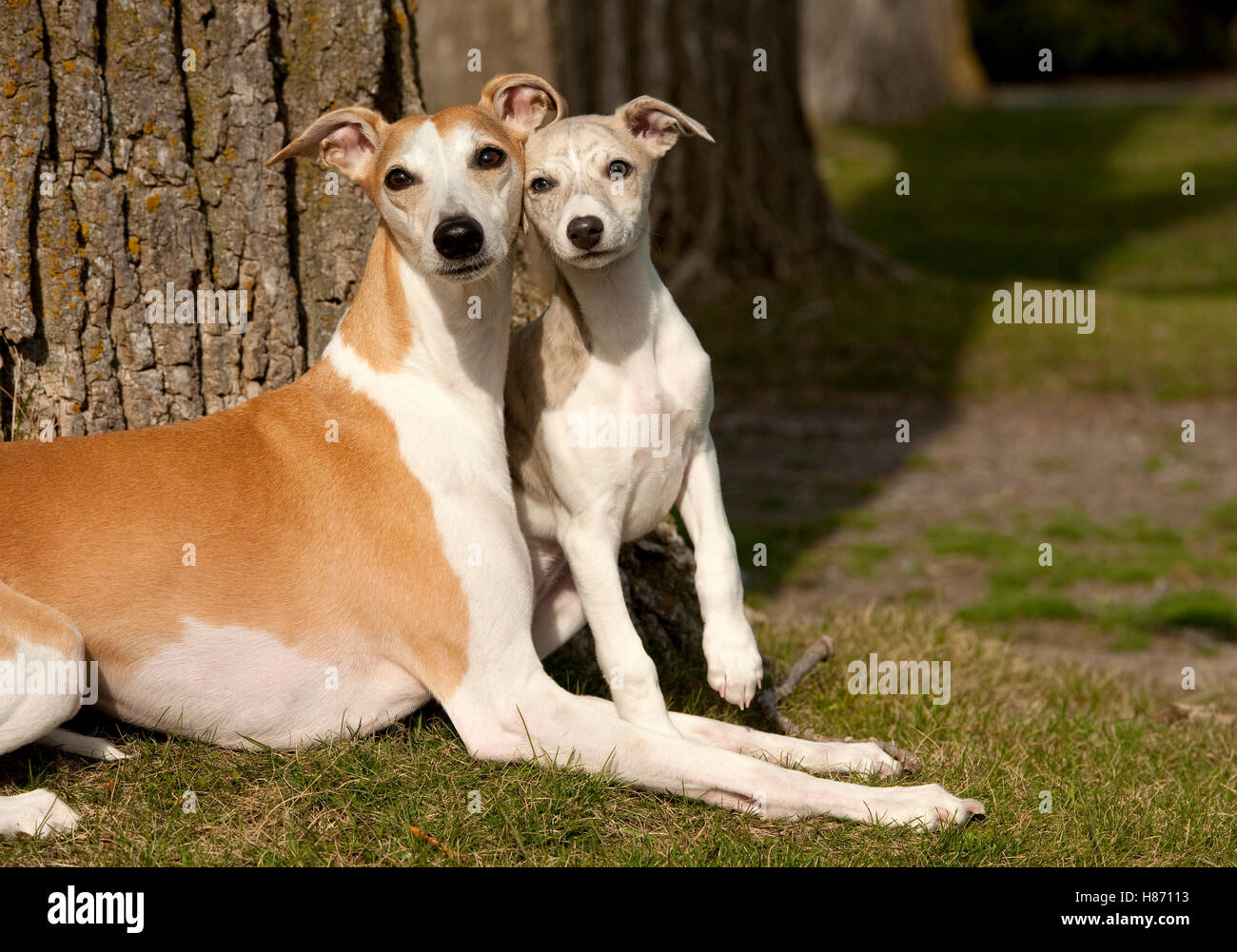 Whippet (Canis familiaris) parent and puppy Stock Photo - Alamy