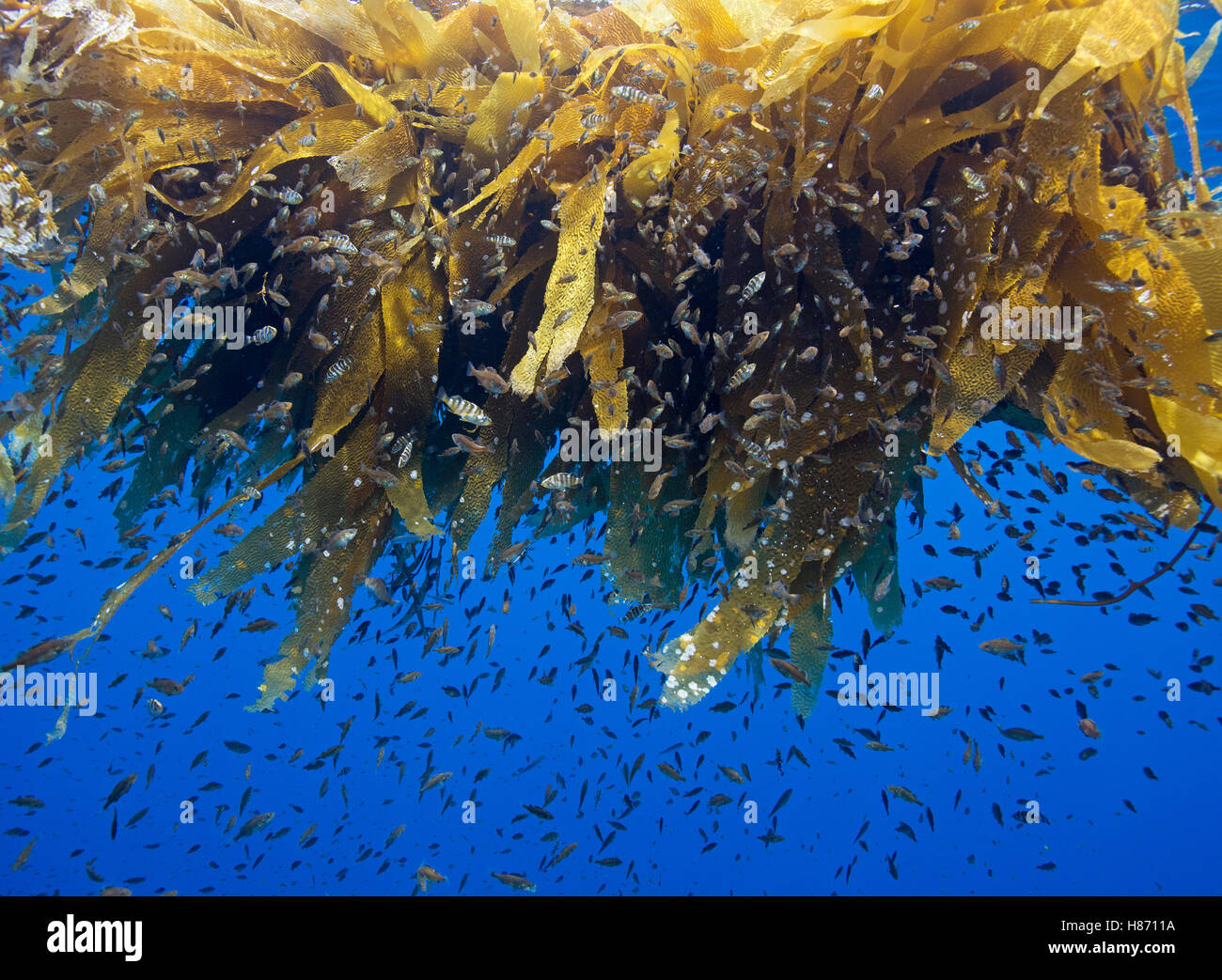 Splitnose Rockfish (Sebastes diploproa) young using drifting Giant Kelp