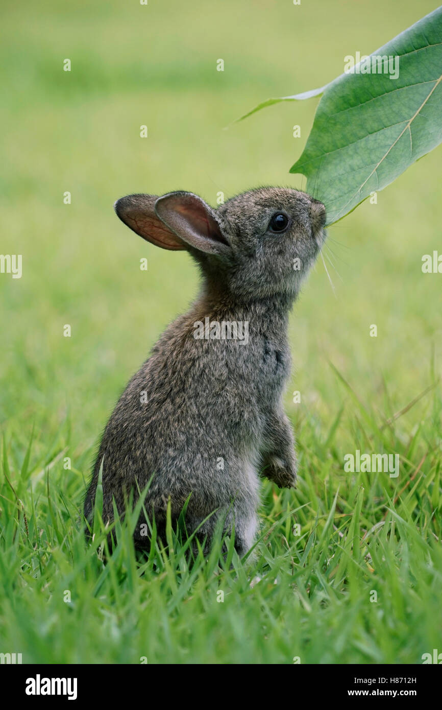Japanese Hare (Lepus brachyurus) young nibbling leaf, Okunoshima Rabbit ...