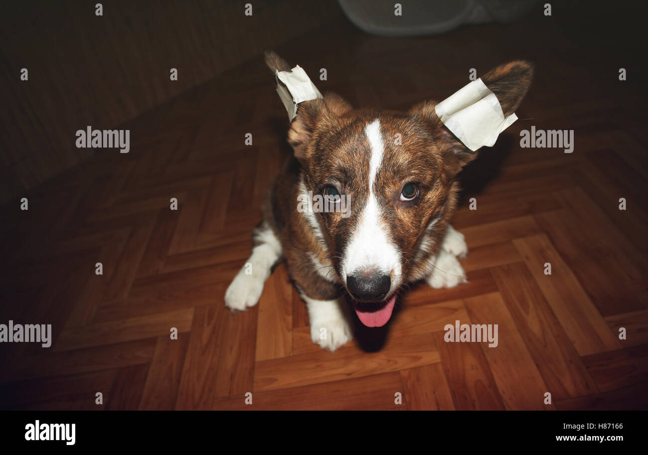 Puppy Welsh Corgi Cardigan with bandaged ears Stock Photo