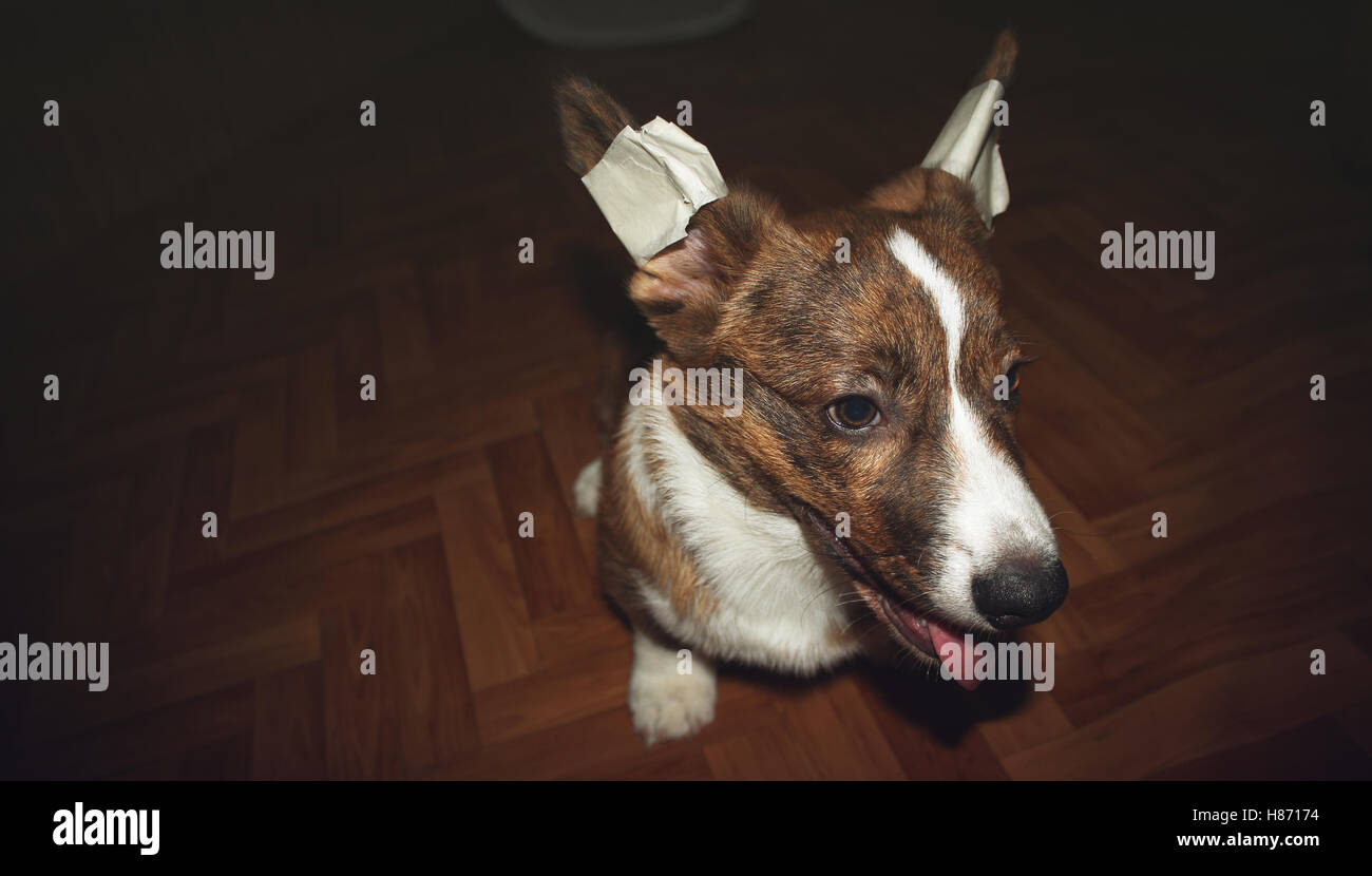 Puppy Welsh Corgi Cardigan with bandaged ears Stock Photo