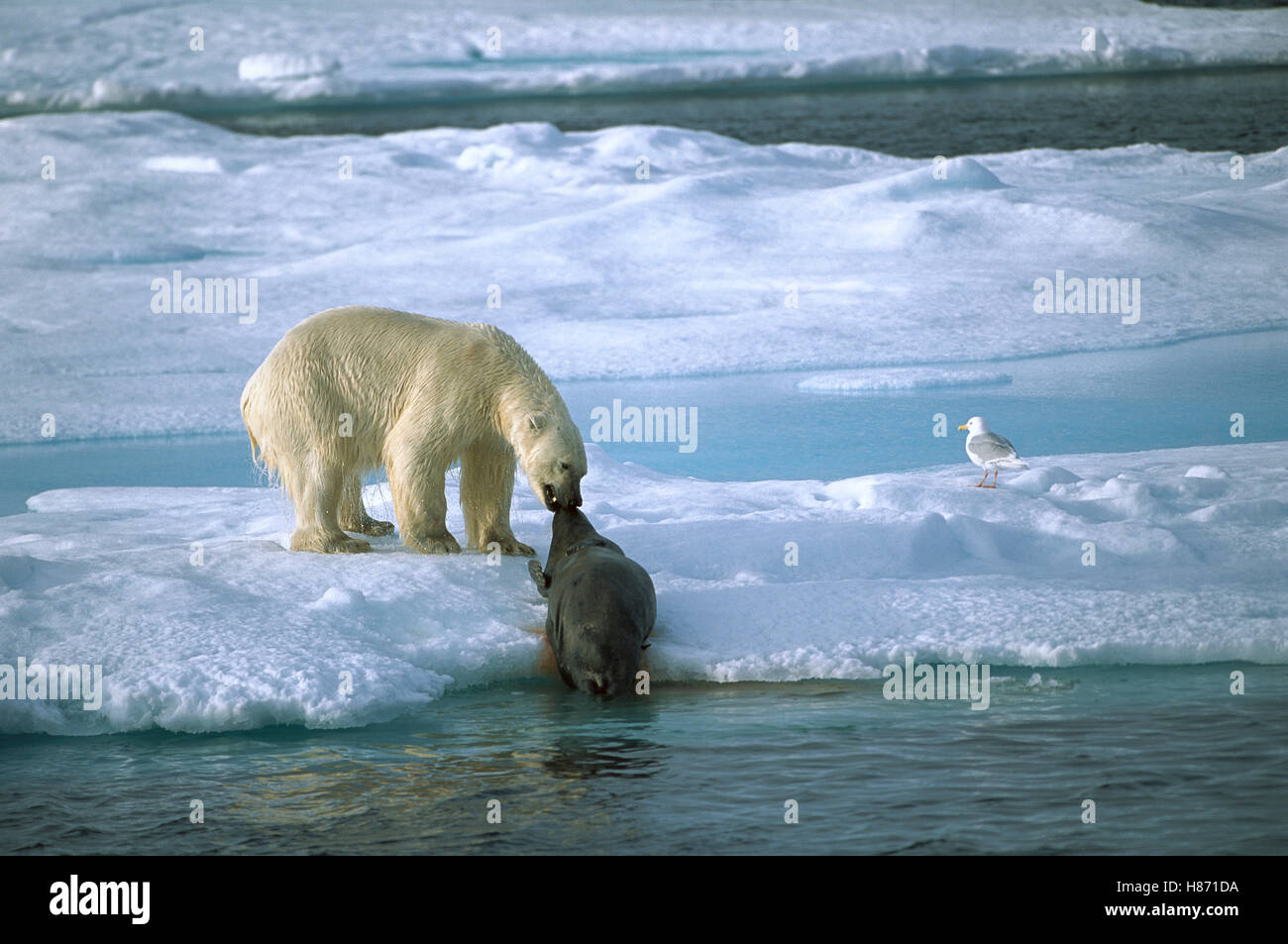 Polar Bear (Ursus maritimus) dragging seal prey onto ice with gull