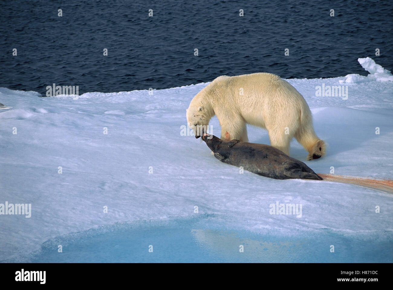 Polar Bear (Ursus maritimus) dragging seal prey across ice, Spitsbergen
