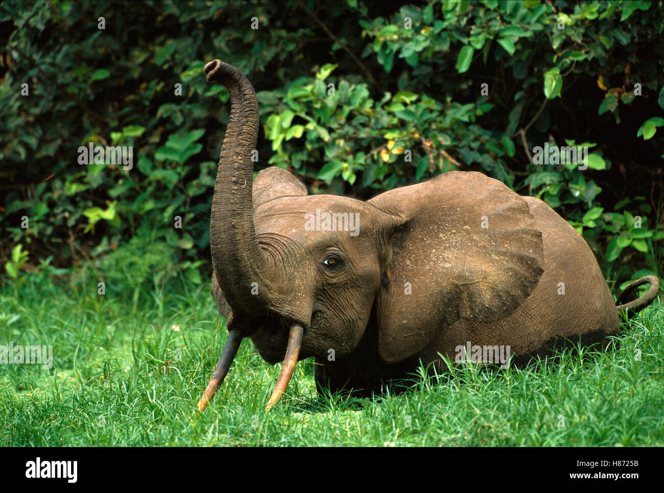 African Pygmy Elephant (Loxodonta pumilio) vocalizing with trunk raised