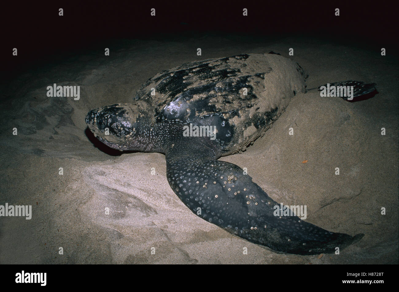 Leatherback Sea Turtle (Dermochelys coriacea) female laying her eggs on ...