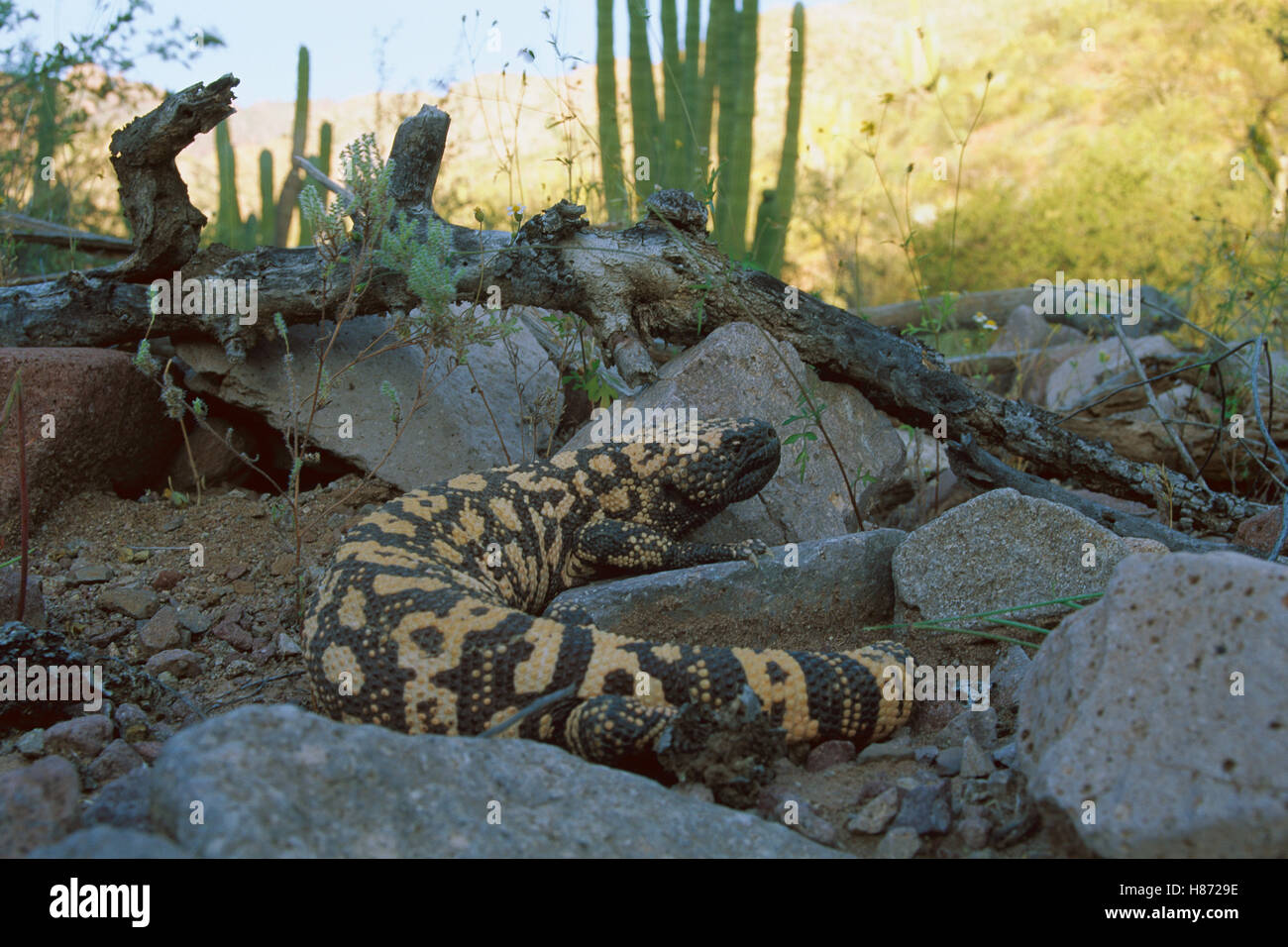 Gila Monster (Heloderma suspectum) adult in the Sonoran Desert ...