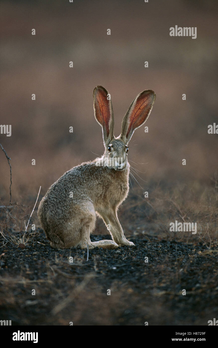 Black-tailed Jackrabbit (Lepus californicus) alert adult in El Pinacate ...