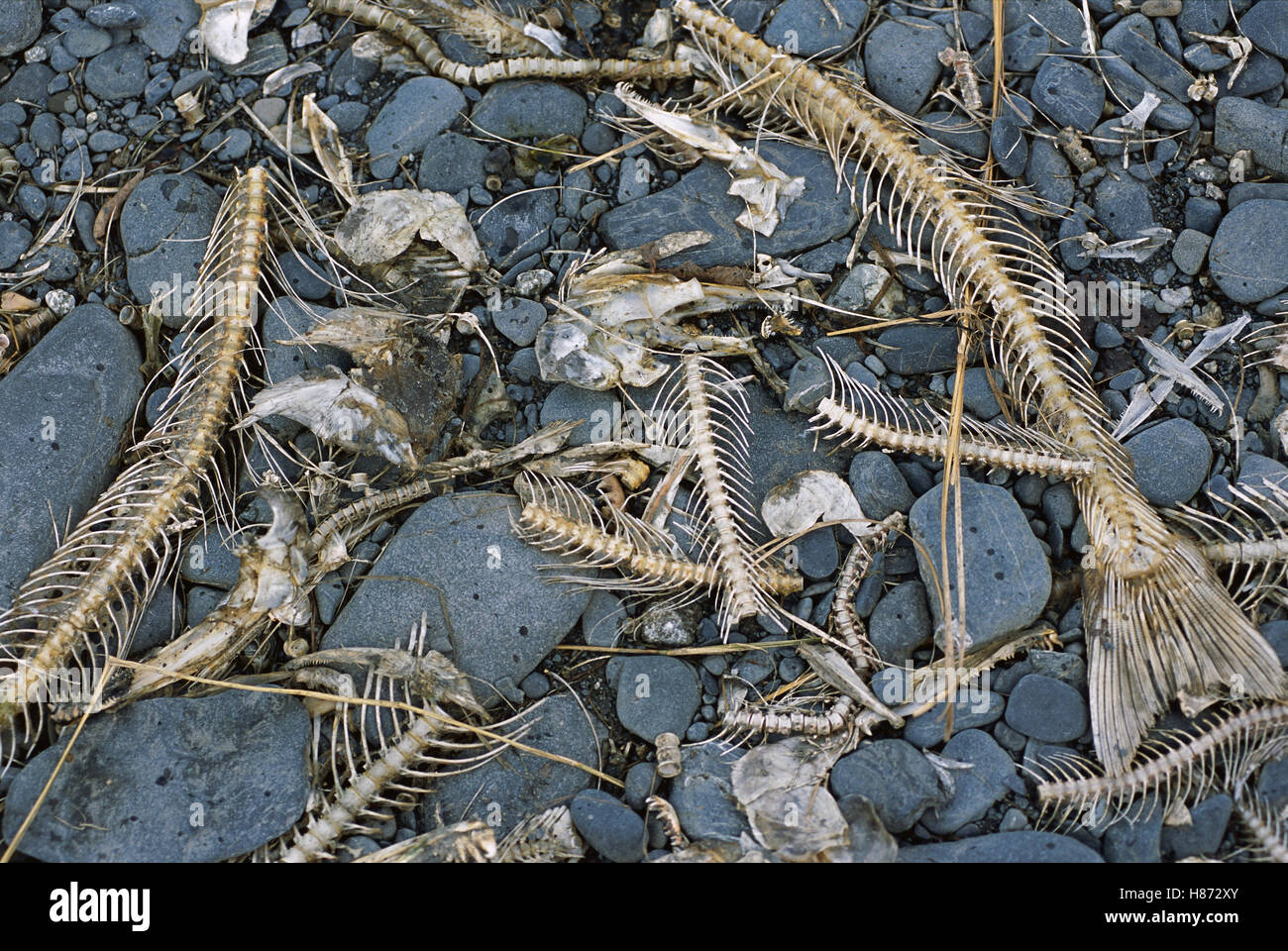 Salmon bones on riverbank, evidence of Grizzly Bear (Ursus arctos
