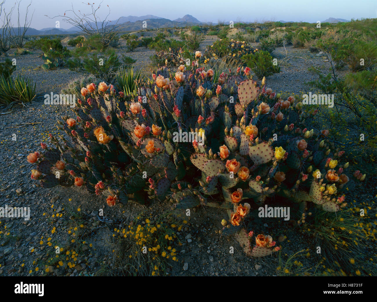 Opuntia (Opuntia sp) cactus in bloom, Chihuahuan Desert, Mexico Stock