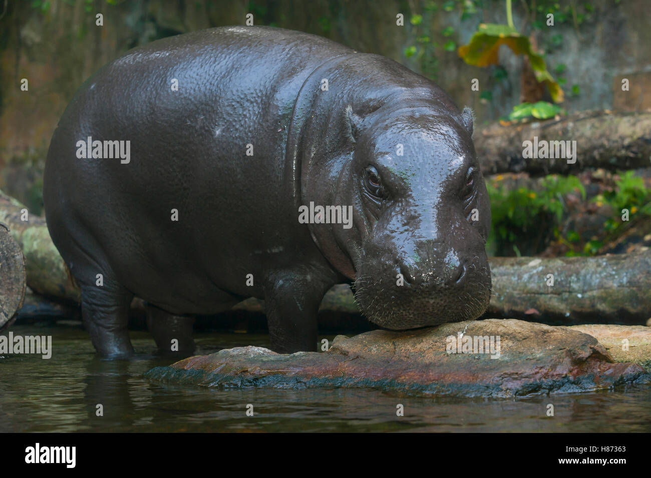 Pygmy Hippopotamus (Hexaprotodon liberiensis), Singapore Zoo, Singapore