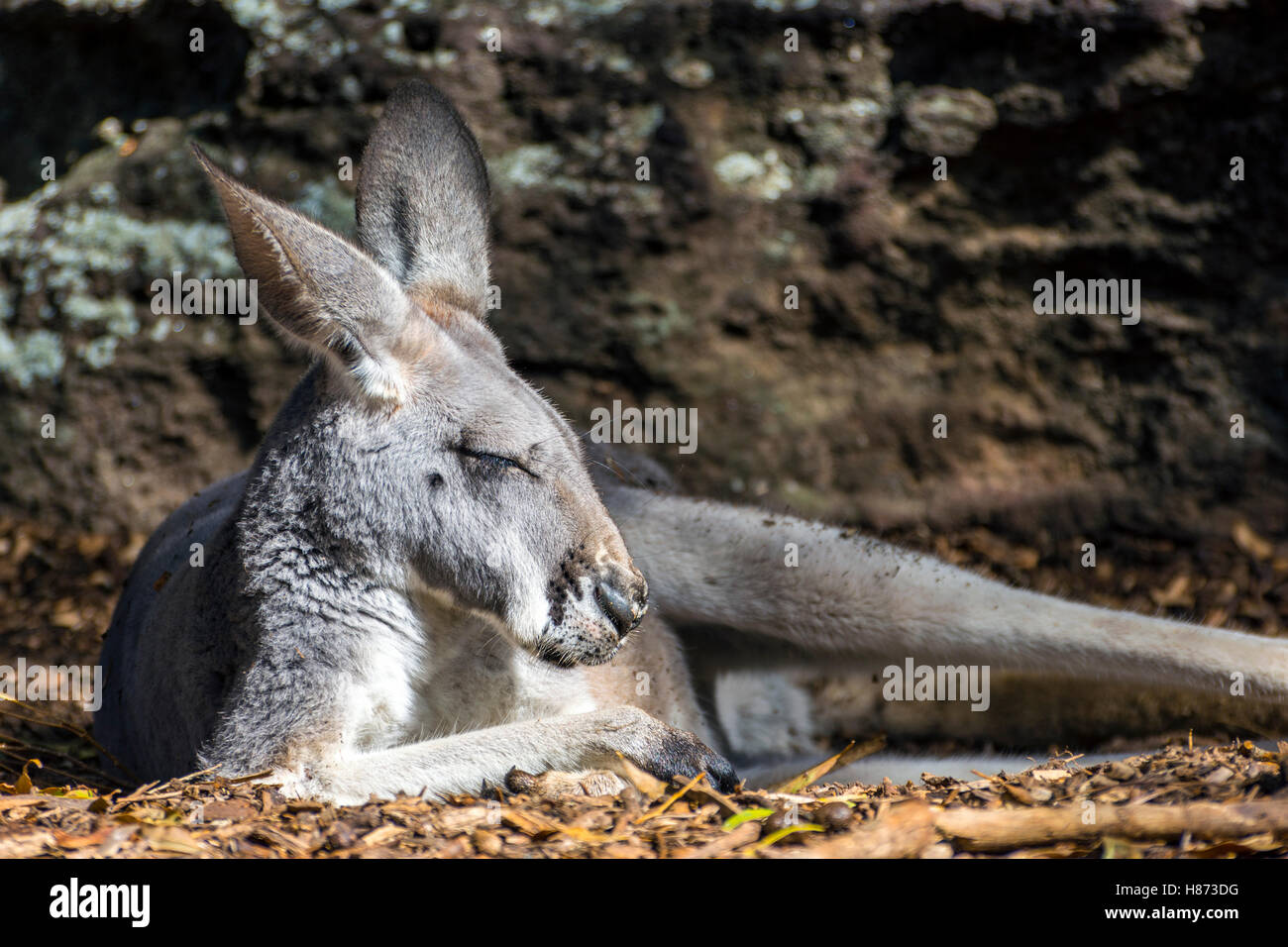 Gray kangaroo sleeping on the ground Stock Photo