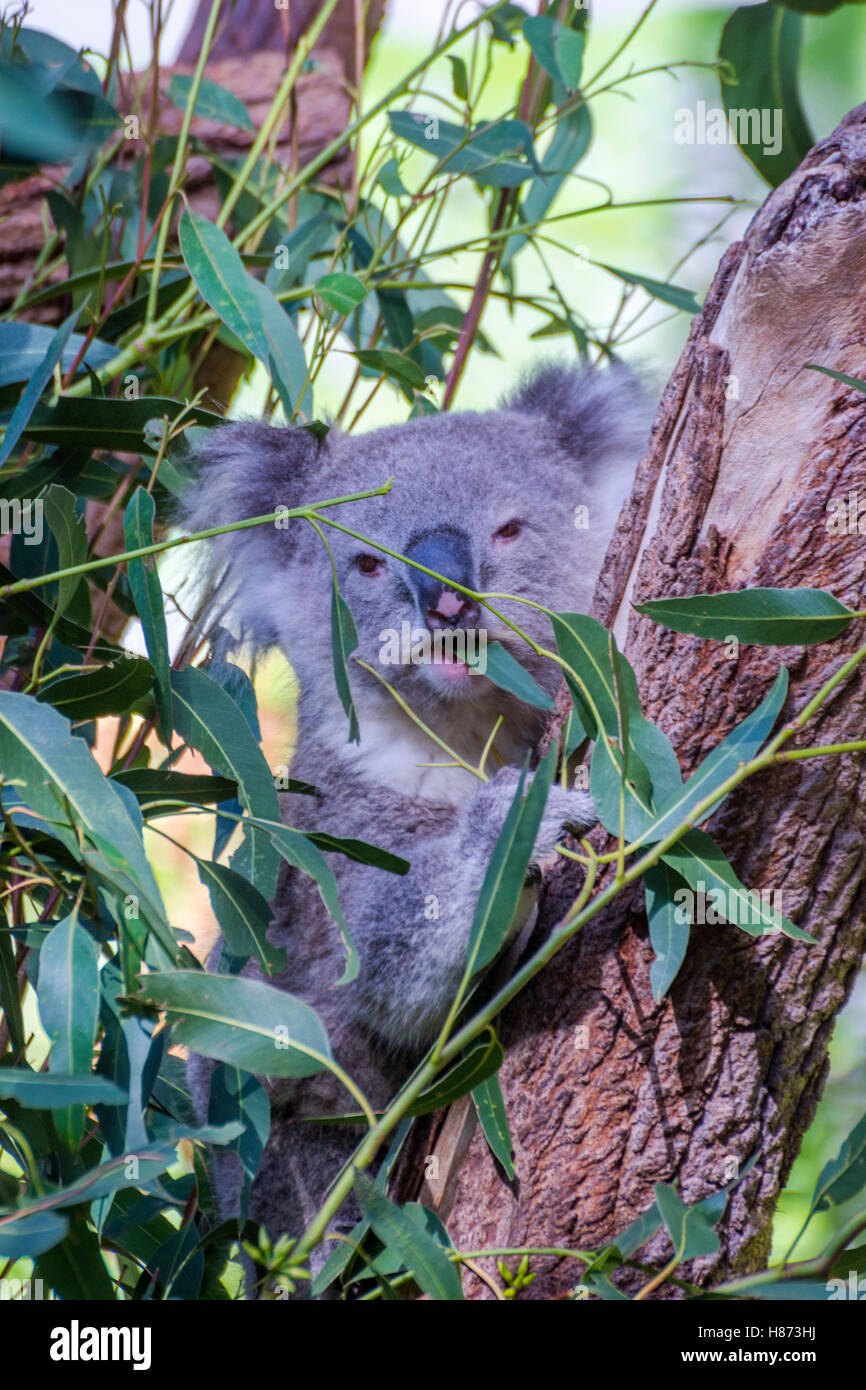 Koala bear eating leafs on eucalyptus tree Stock Photo