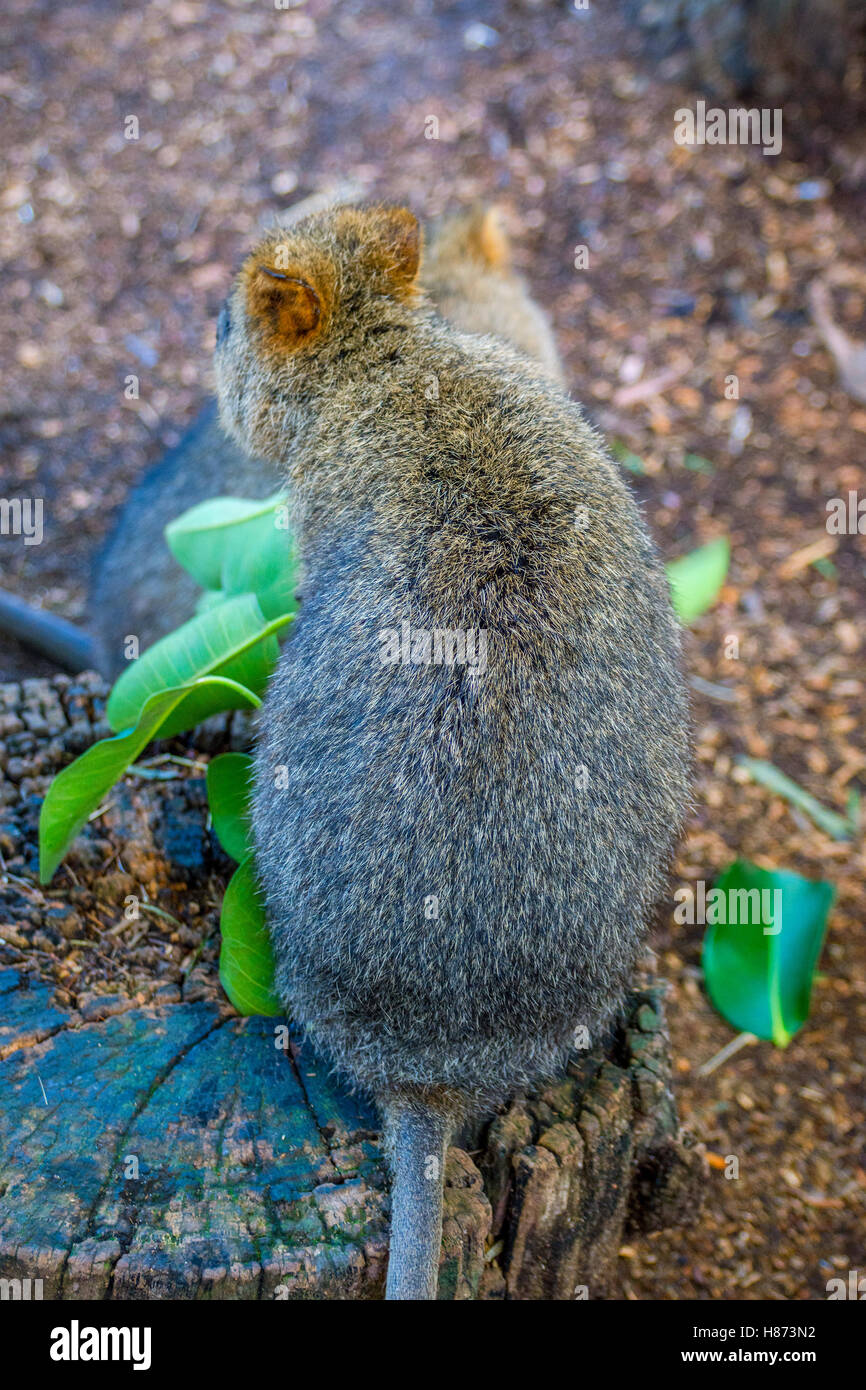 Quokka, native australian animal, eating tree branches Stock Photo Alamy
