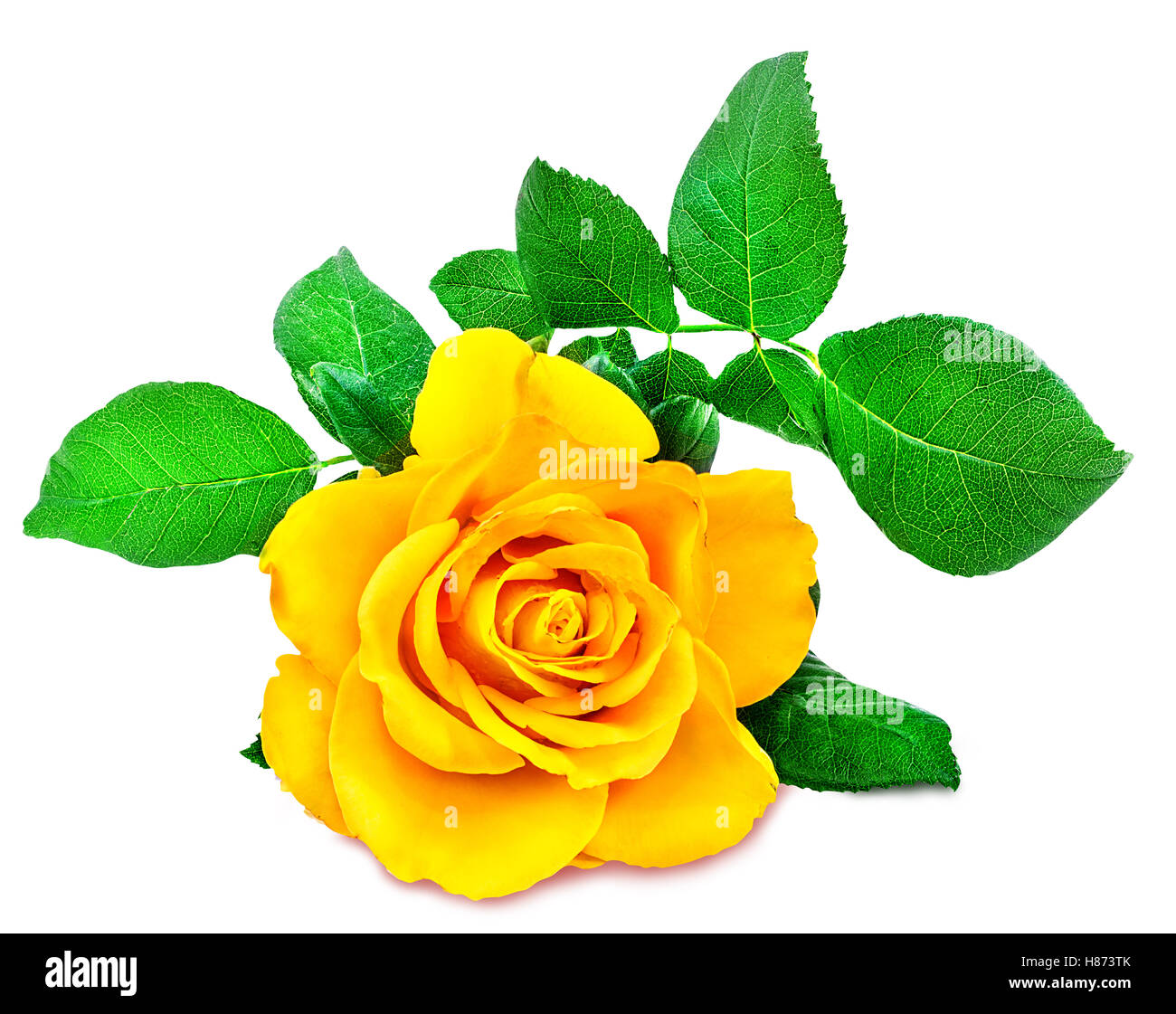 rose isolated on the white background Stock Photo