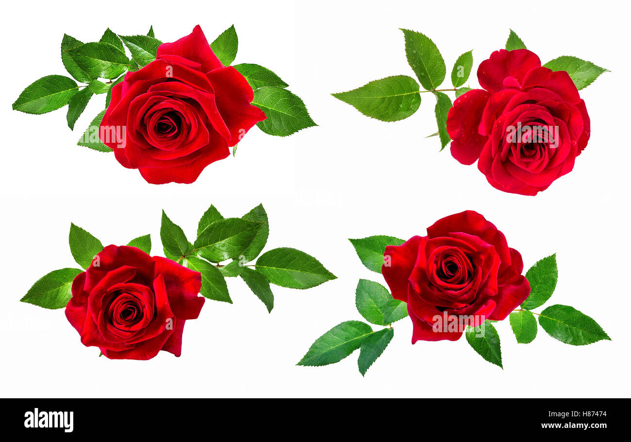 rose isolated on the white background Stock Photo