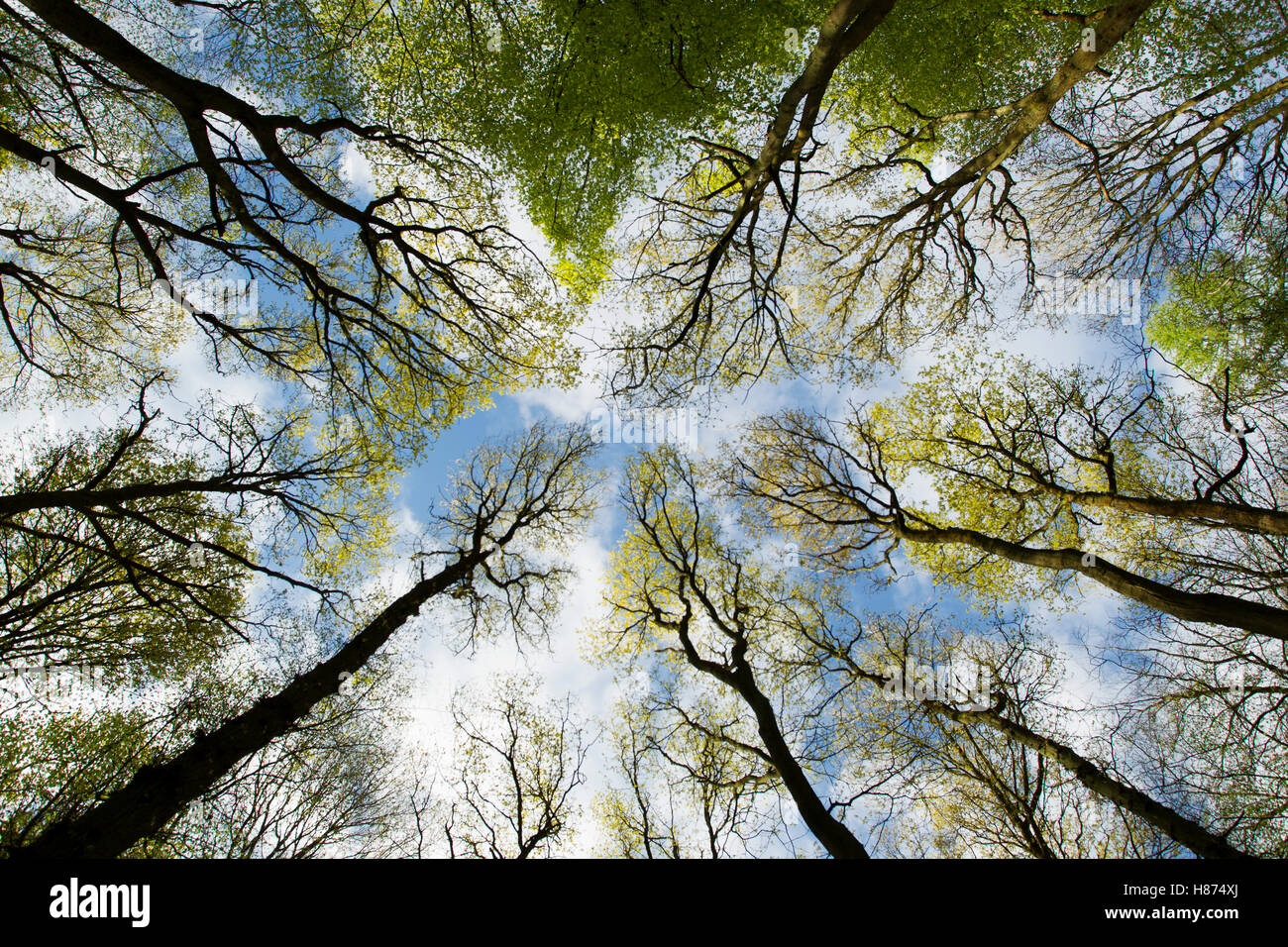 Wide angle shot from ground level of Beech trees, Coton Manor gardens, near Guilsborough, Northamptonshire, England, UK. Stock Photo