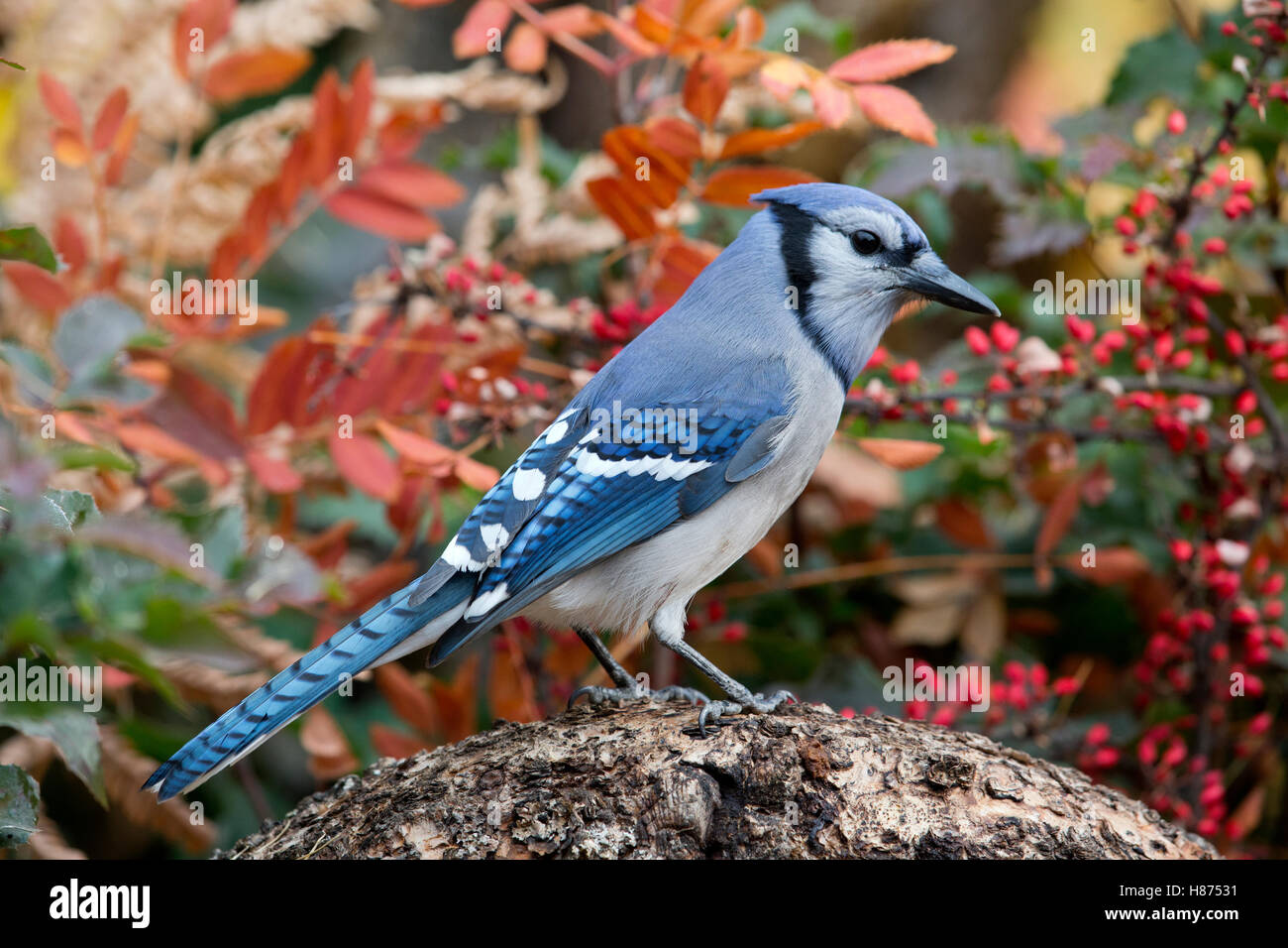 Blue Jay (Cyanocitta cristata), western Montana Stock Photo - Alamy