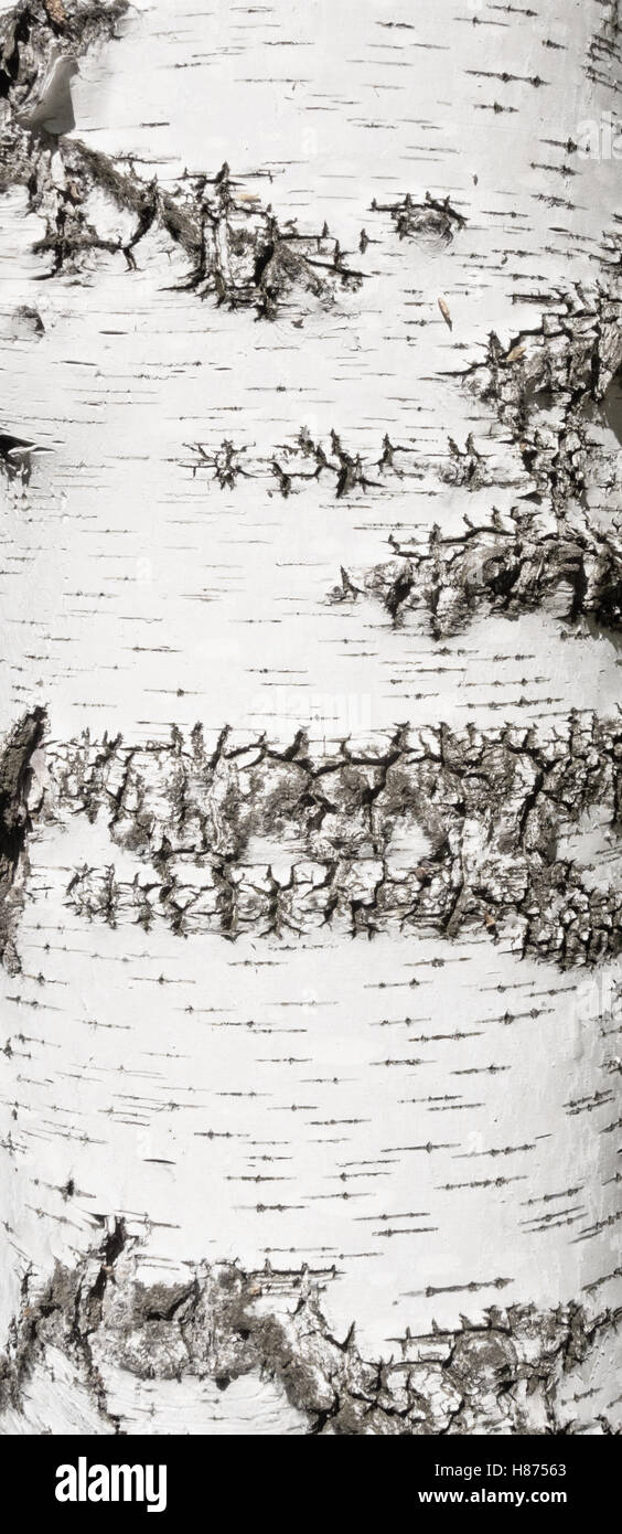 birch bark background Stock Photo - Alamy