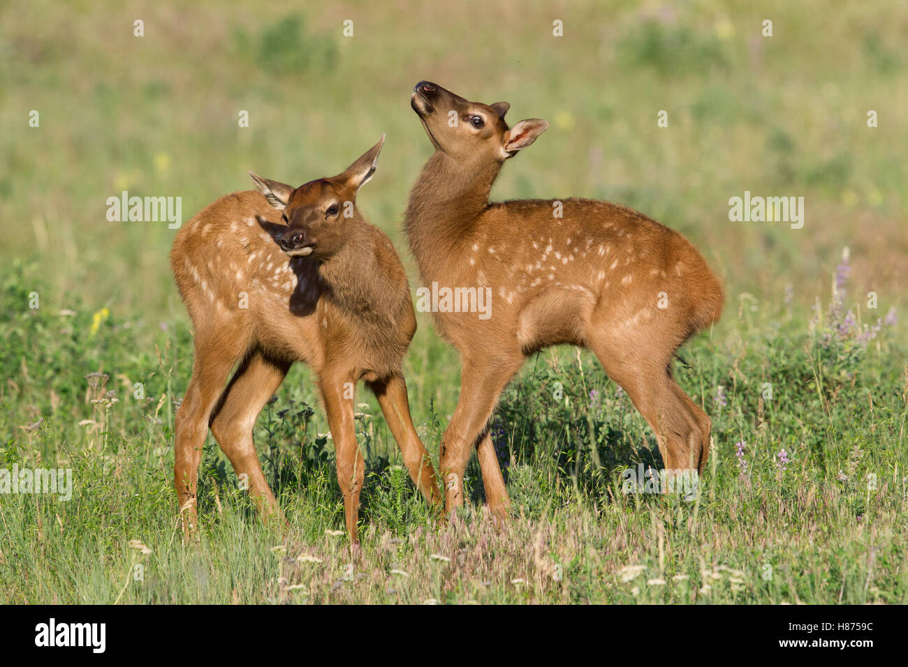 Elk (Cervus elaphus) calves playing, central Montana Stock Photo Alamy