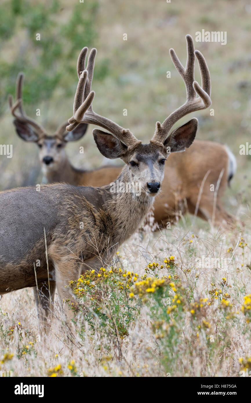 Mule Deer (Odocoileus Hemionus) Bucks In Summer, Western Montana Stock ...