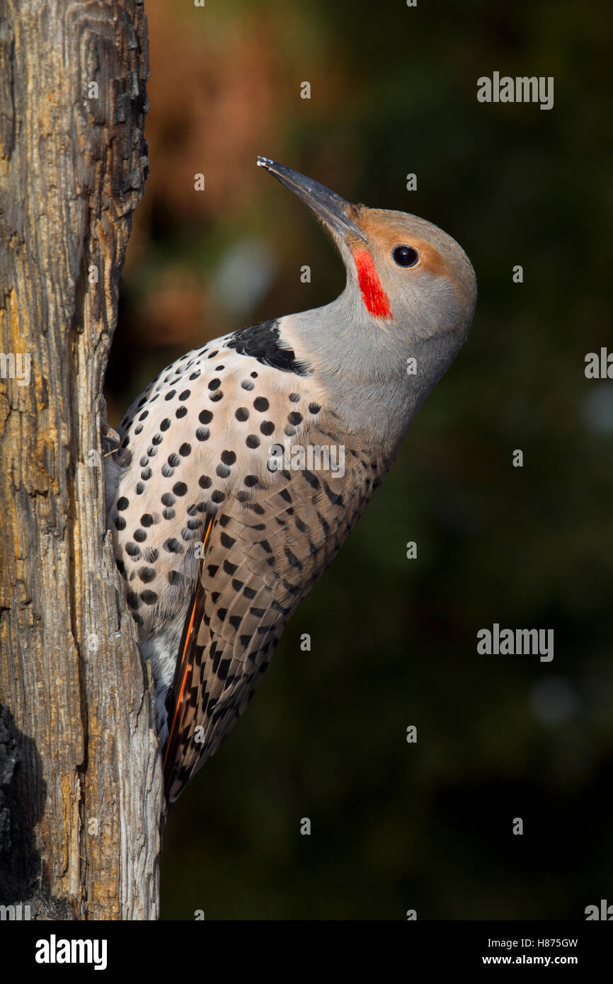 Northern Flicker (Colaptes auratus) male, western Montana Stock Photo ...