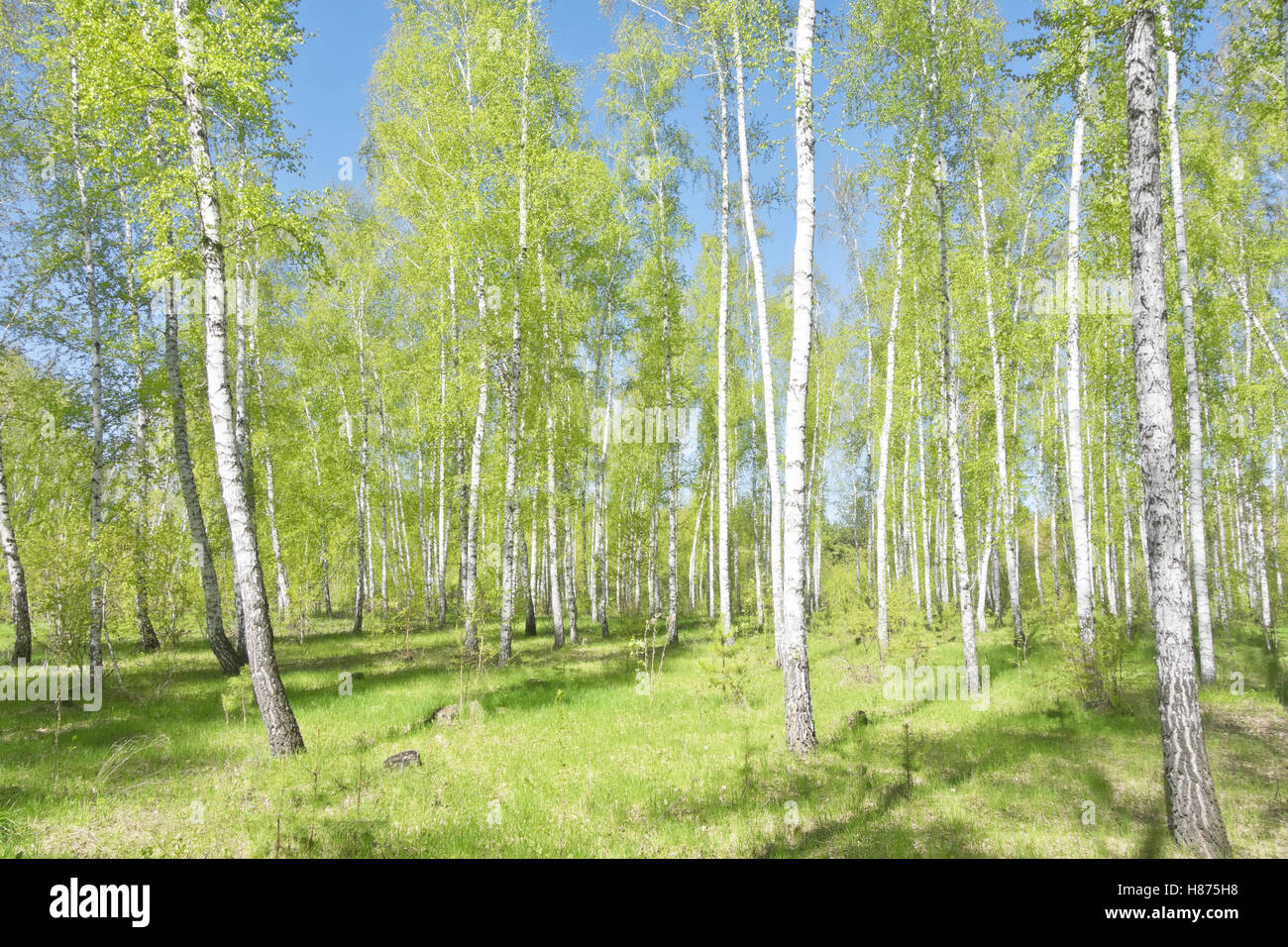 bright birch forest Stock Photo - Alamy