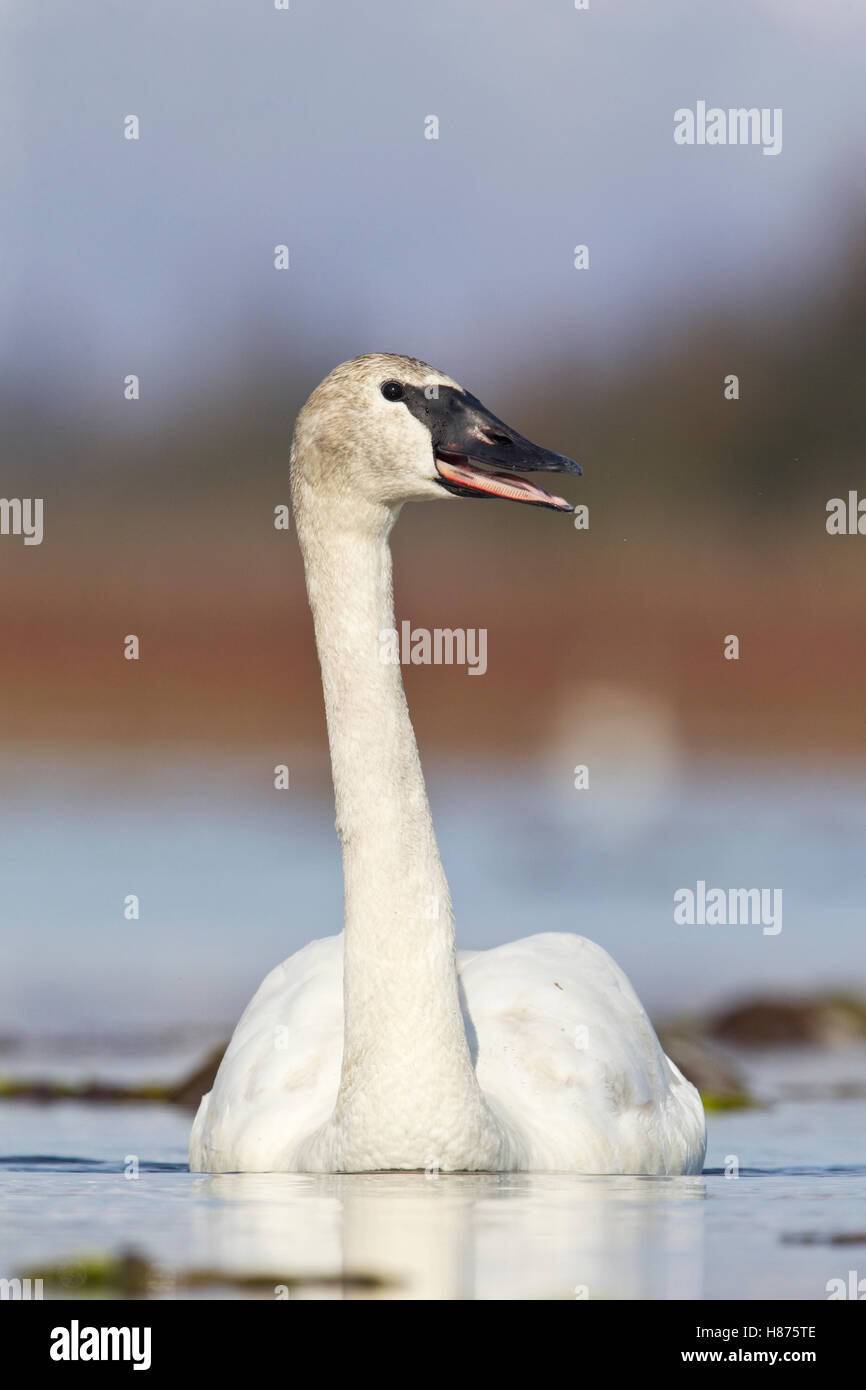 Trumpeter Swan (Cygnus buccinator) calling, southern Alaska Stock Photo