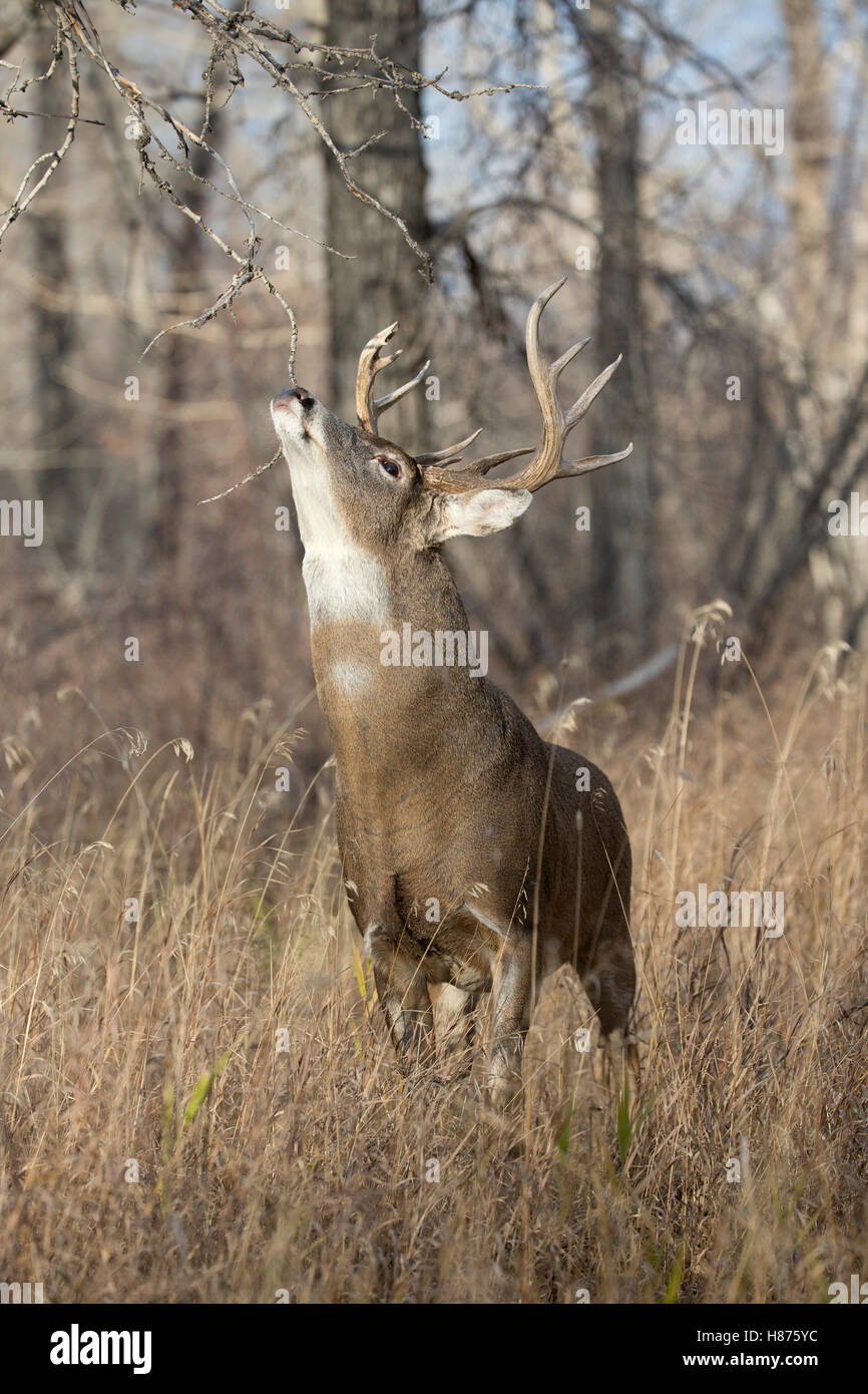 Whitetailed Deer (Odocoileus virginianus) buck marking territory at