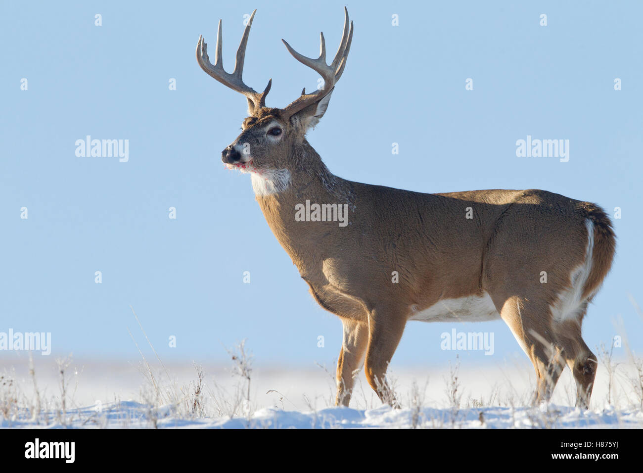Whitetailed Deer (Odocoileus virginianus) buck in snow, central