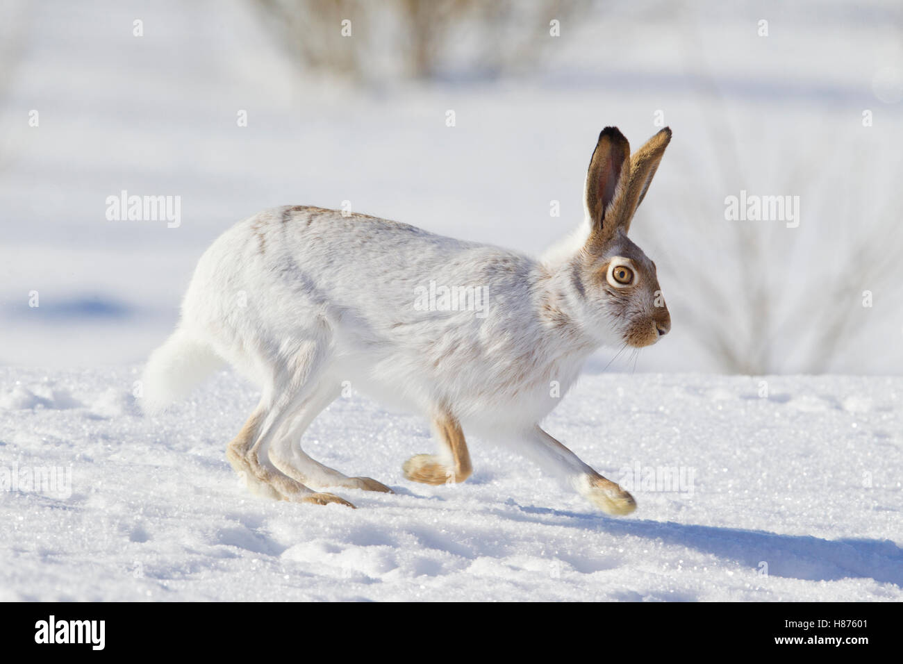 White-tailed Jack Rabbit (Lepus townsendii) running on snow, central ...