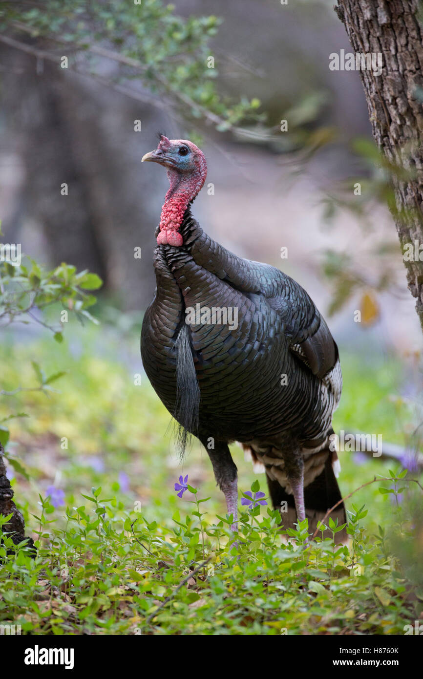 Wild Turkey (Meleagris gallopavo) tom, southern Arizona Stock Photo Alamy