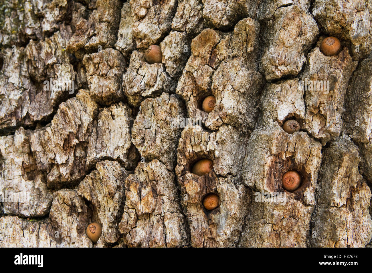 Oak (Quercus sp) branch, part of a granary tree, with acorns placed there by Acorn Woodpeckers (Melanerpes formicivorus), Blue Stock Photo