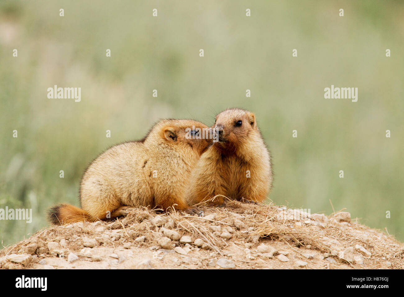 Gray Marmot (Marmota baibacina) kits greeting each other, Pikertyk, Tien Shan Mountains, eastern Kyrgyzstan Stock Photo