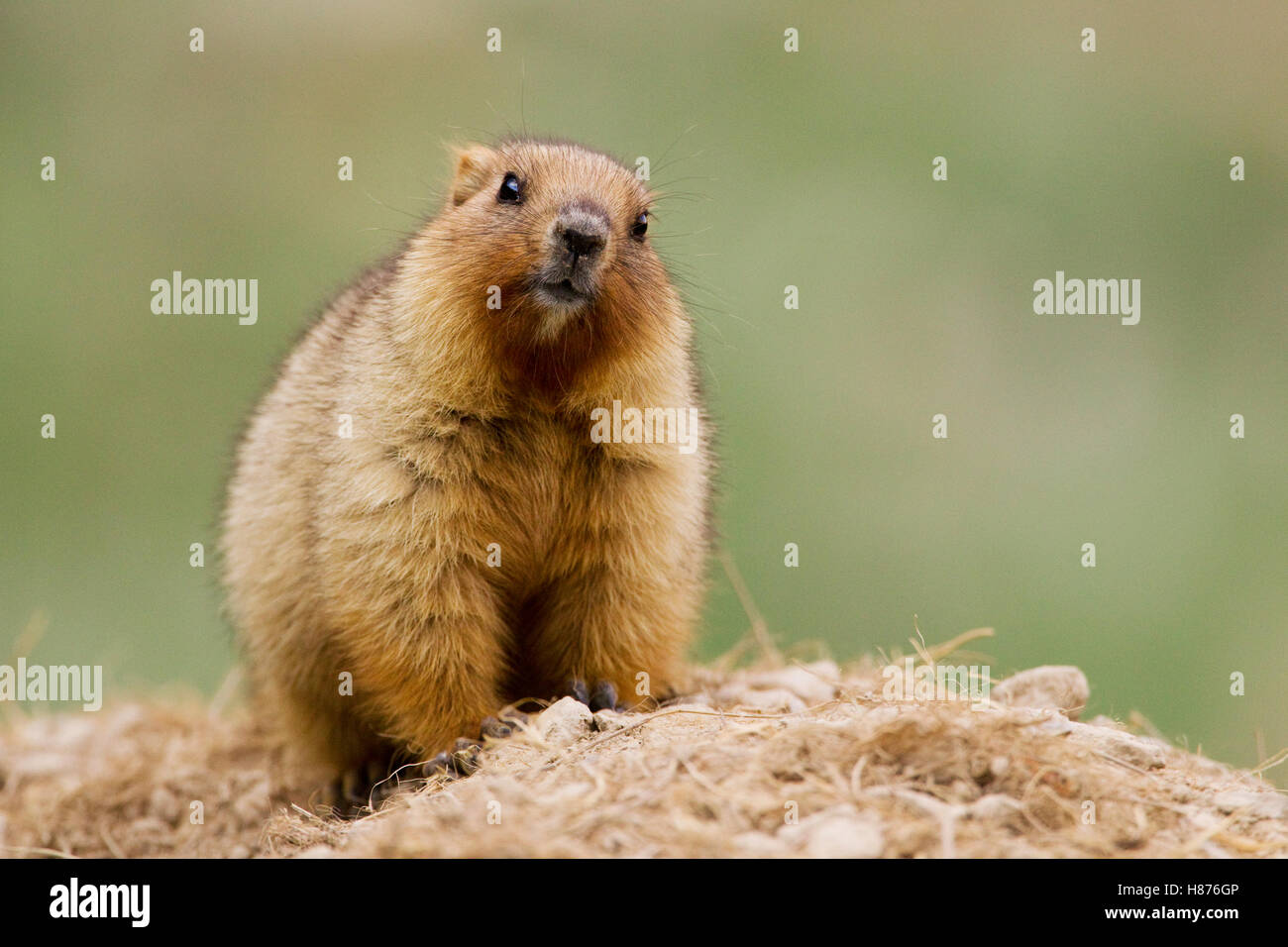 Gray Marmot (Marmota baibacina) kit, Pikertyk, Tien Shan Mountains, eastern Kyrgyzstan Stock Photo