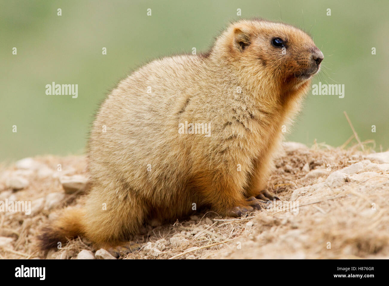 Gray Marmot (Marmota baibacina) kit, Pikertyk, Tien Shan Mountains, eastern Kyrgyzstan Stock Photo