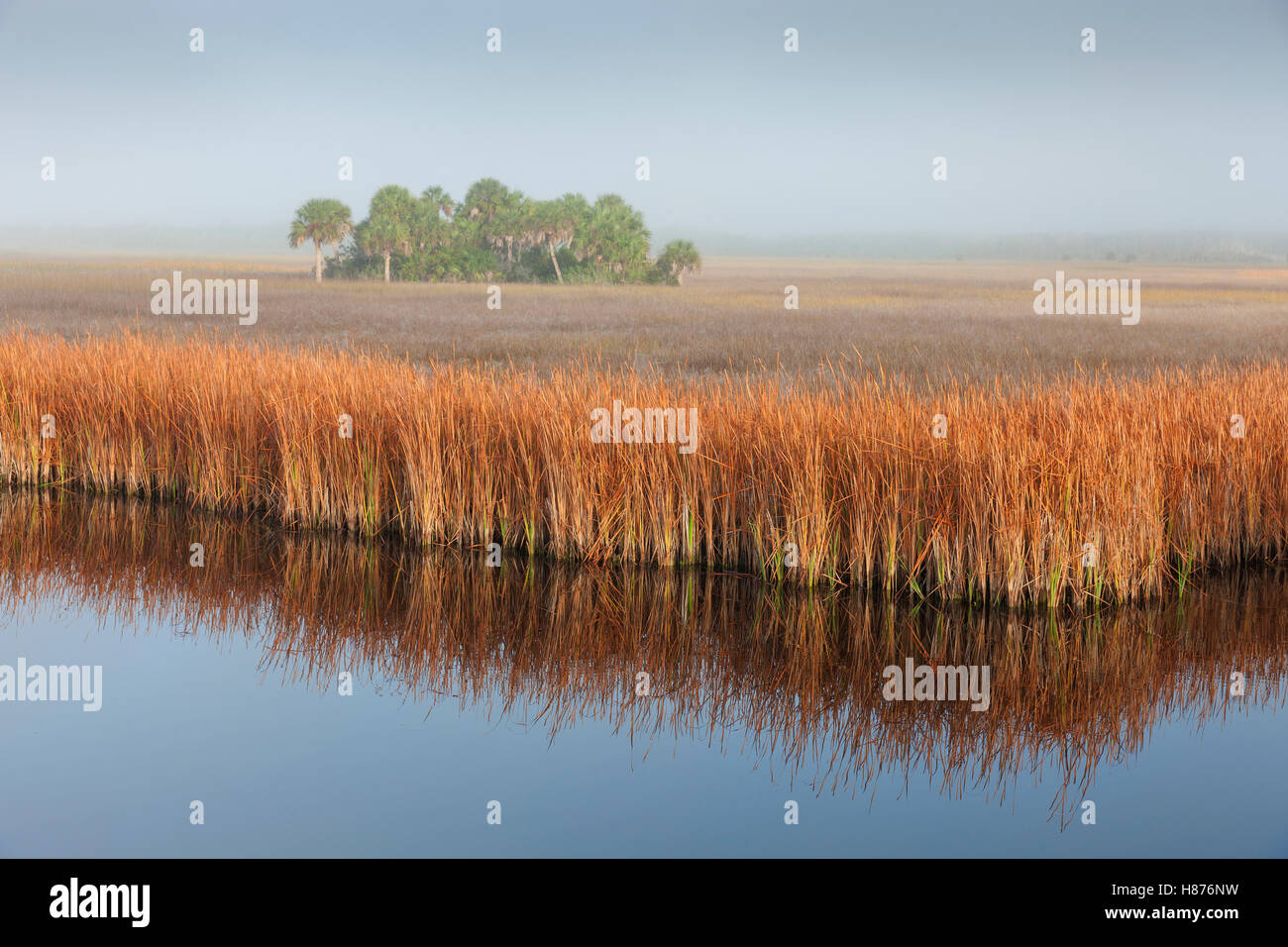 Swamp Sawgrass (Cladium mariscus) and Cabbage Palm (Sabal palmetto