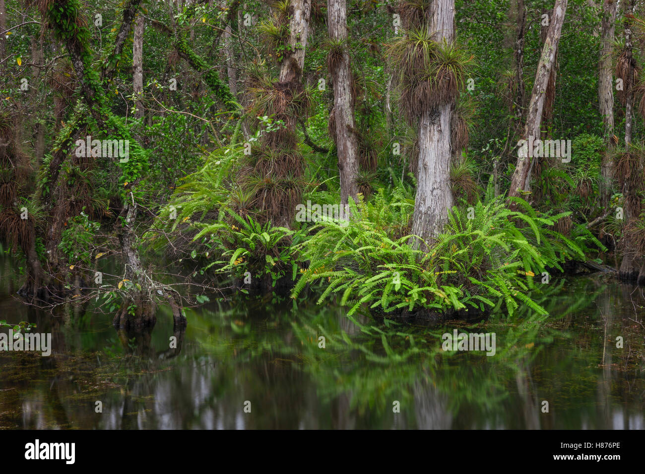 Bald Cypress (Taxodium distichum) trees in swamp with epiphytes and ...