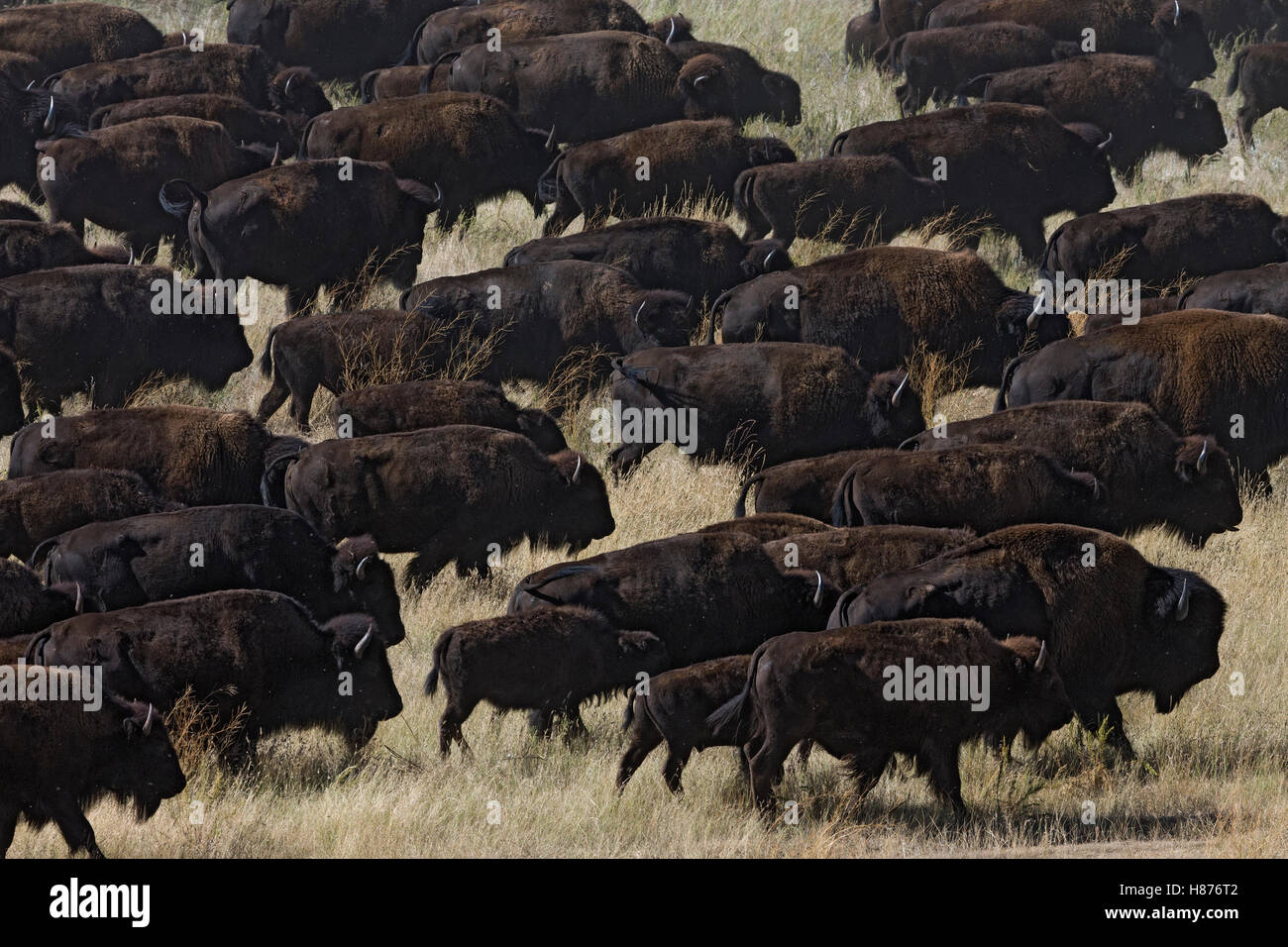 American Bison (Bison bison) herd, South Dakota Stock Photo - Alamy