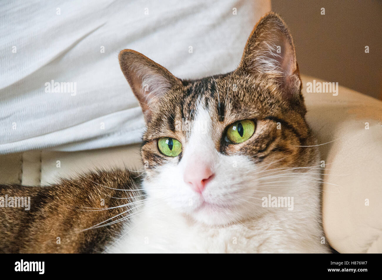 Relaxed tabby and white cat. Close view. Stock Photo