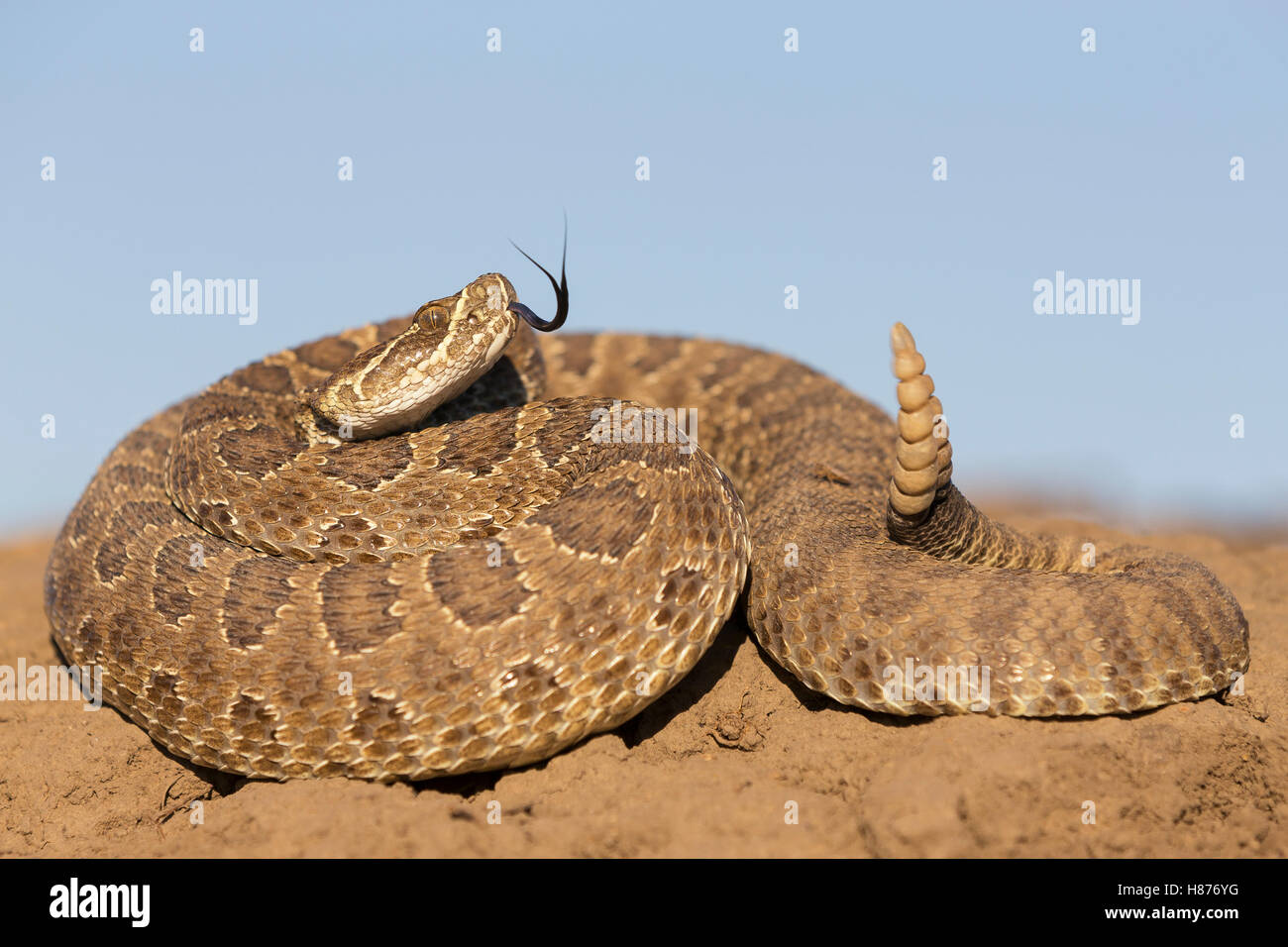 Prairie Rattlesnake (Crotalus Viridis Viridis) In Defensive Posture ...