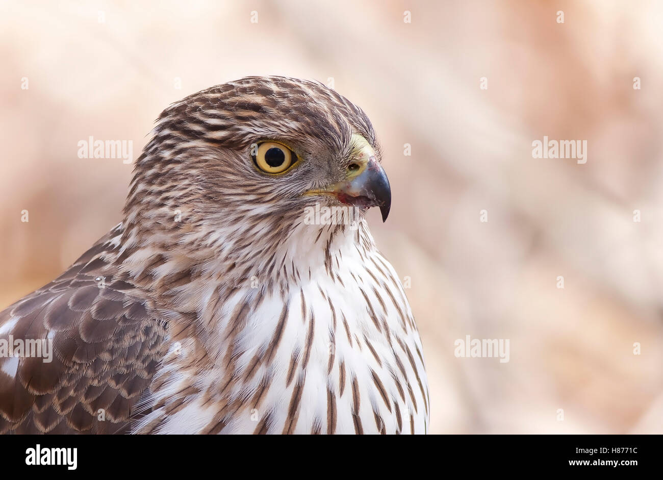 Cooper's Hawk closeup in Canada Stock Photo