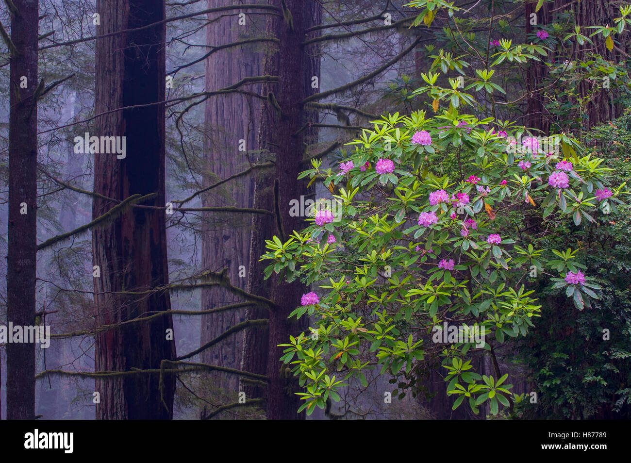 Pacific Rhododendron (Rhododendron macrophyllum) flowering in old ...