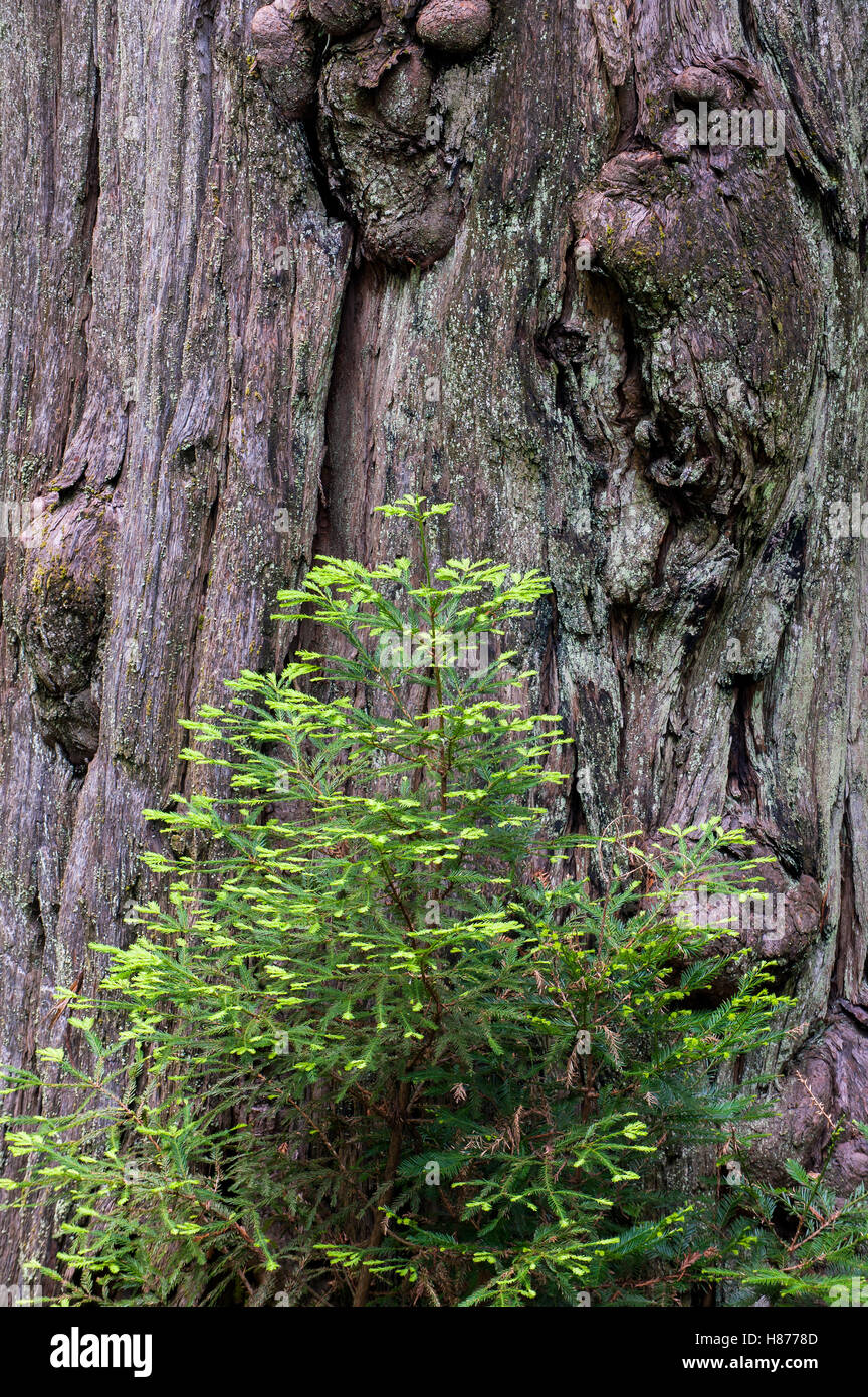 Coast Redwood (Sequoia sempervirens) new growth in old growth forest