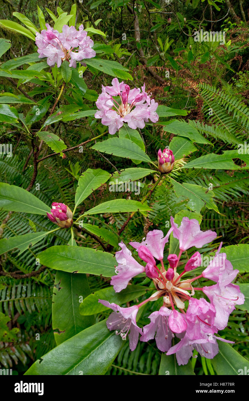 Pacific Rhododendron (Rhododendron macrophyllum) flowering in old ...