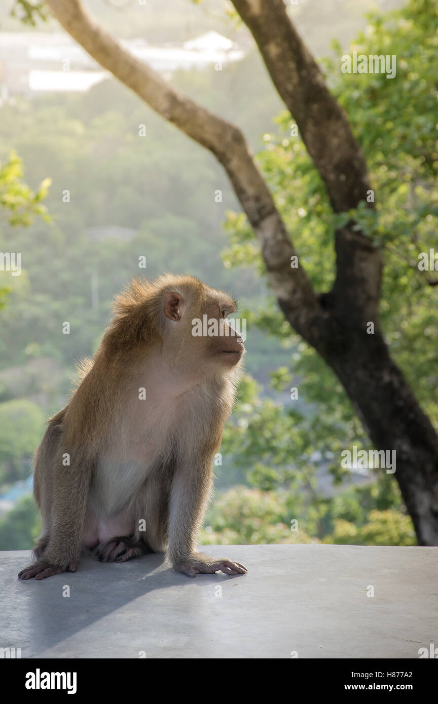 Monkey sit on the cement floor with background sunset, It’s live in forest at Khao Rang Hill, Phuket,Thailand Stock Photo