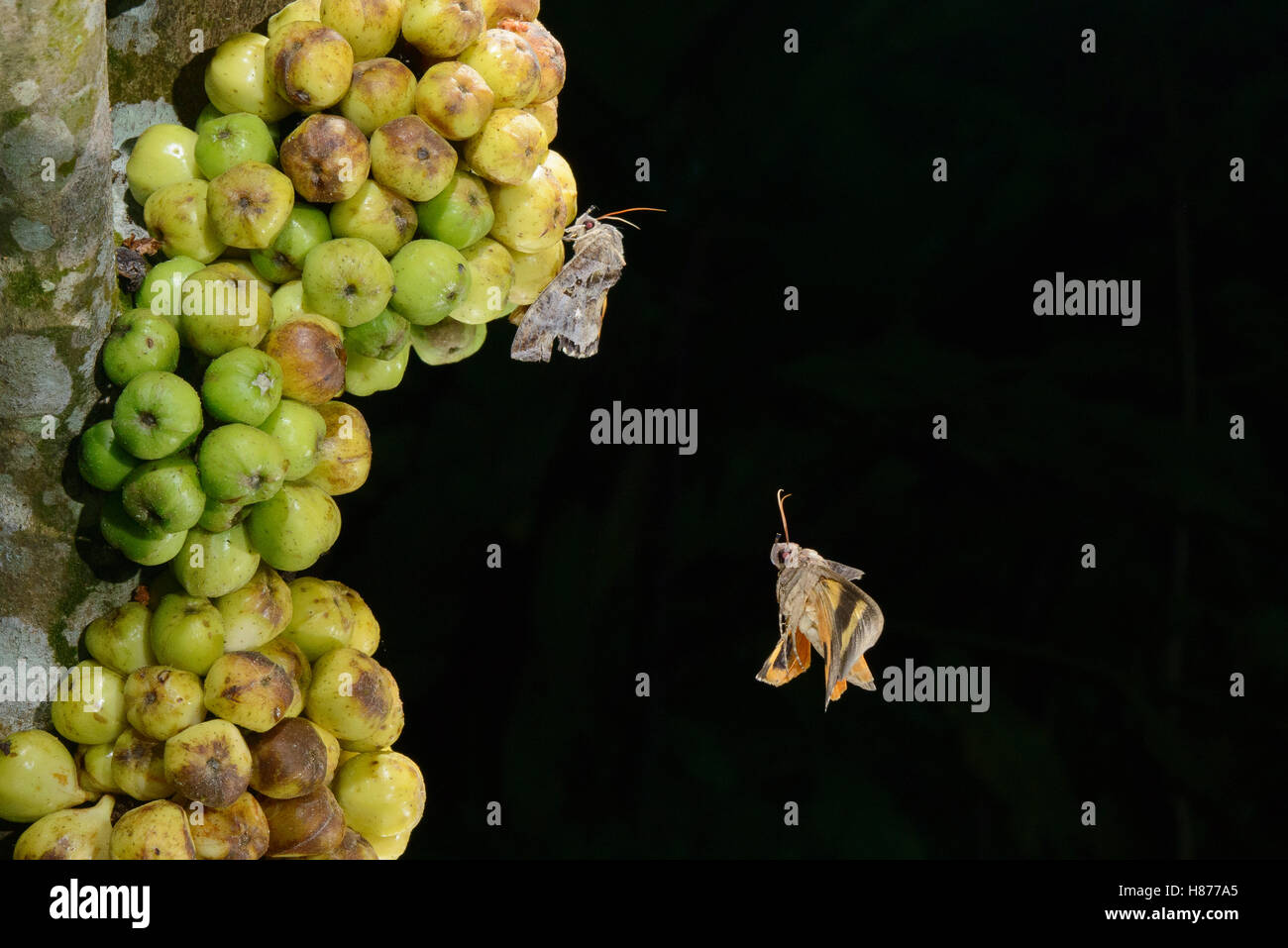 Fruit Piercing Moth (Eudocima phalonia) group gathering on figs, Kuching, Sarawak, Borneo, Malaysia Stock Photo