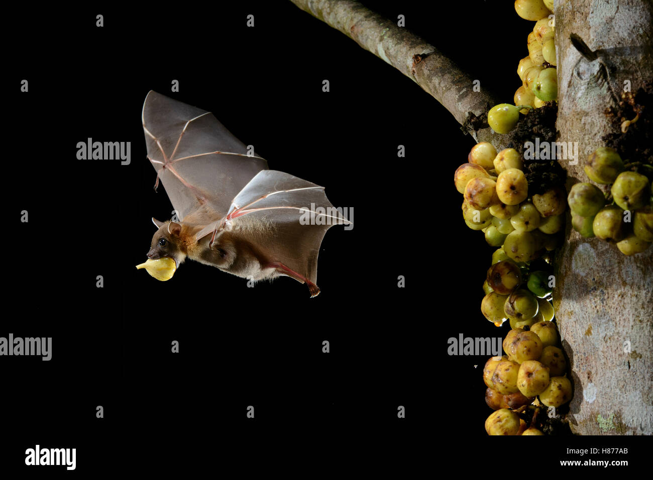 Lesser Short-nosed Fruit Bat (Cynopterus brachyotis) carrying fig, Kuching, Sarawak, Borneo, Malaysia Stock Photo