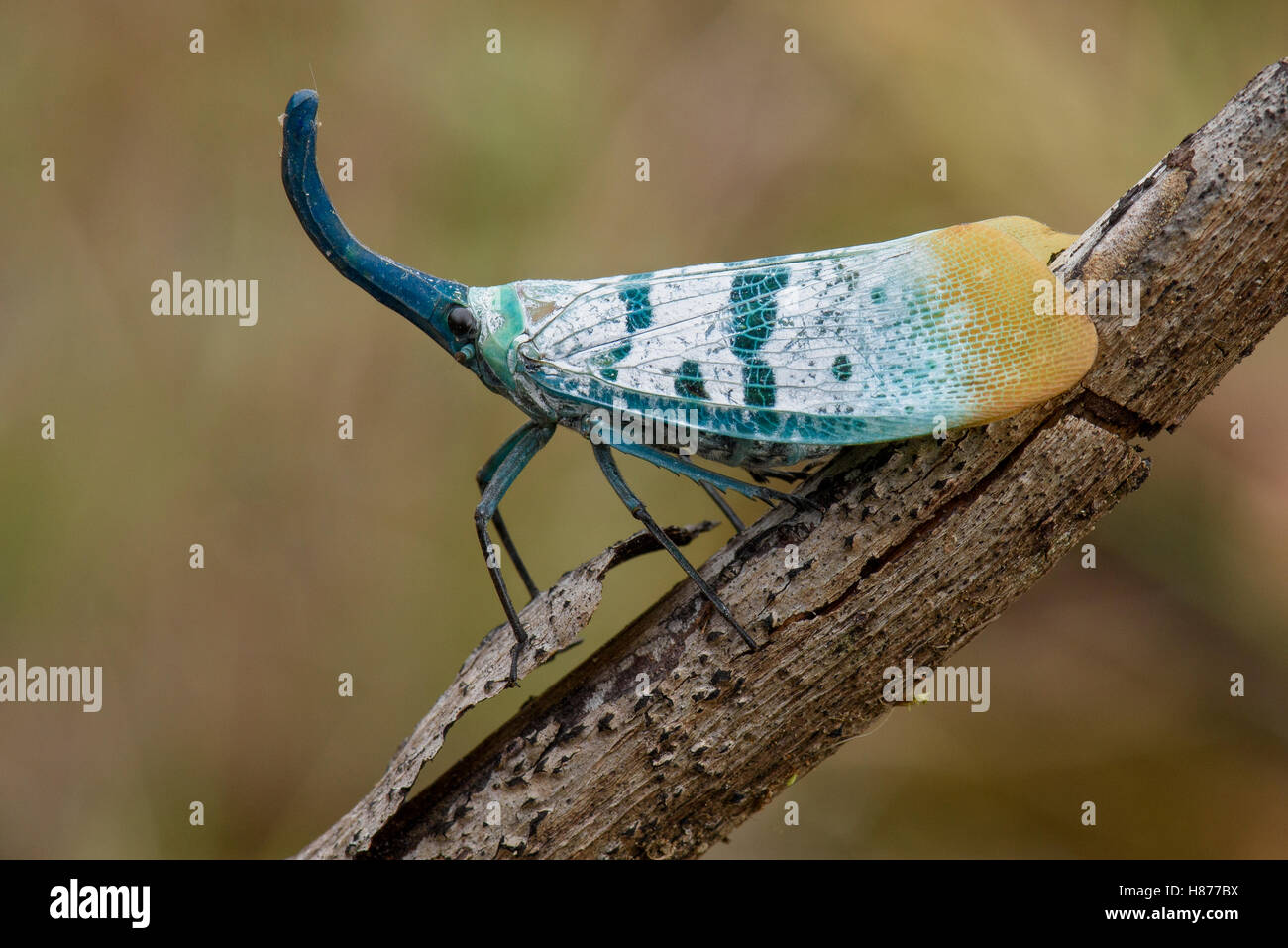 Lantern Fly (Pyrops heringi), Sabah, Borneo, Malaysia Stock Photo - Alamy