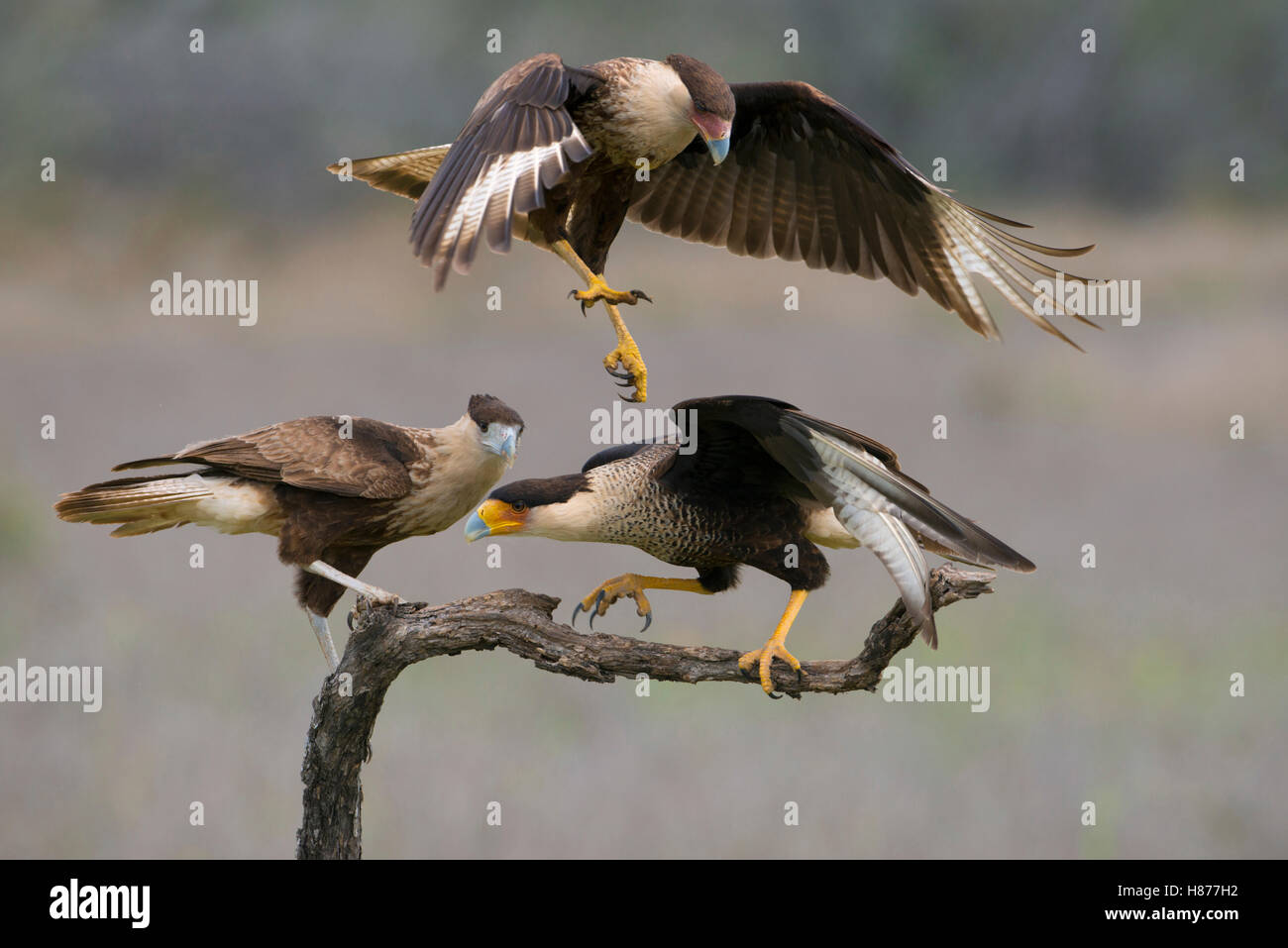 Northern Caracara (Caracara cheriway) trio, Texas Stock Photo Alamy